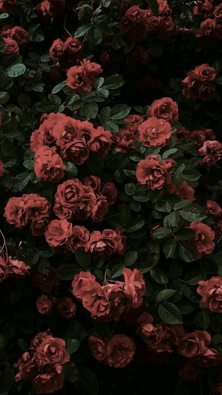 Dark Roses Aesthetic Wallpapers