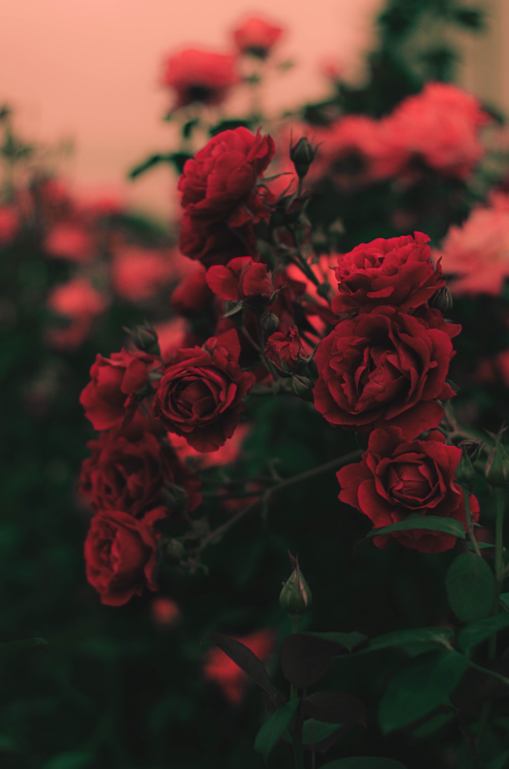 Dark Roses Aesthetic Wallpapers