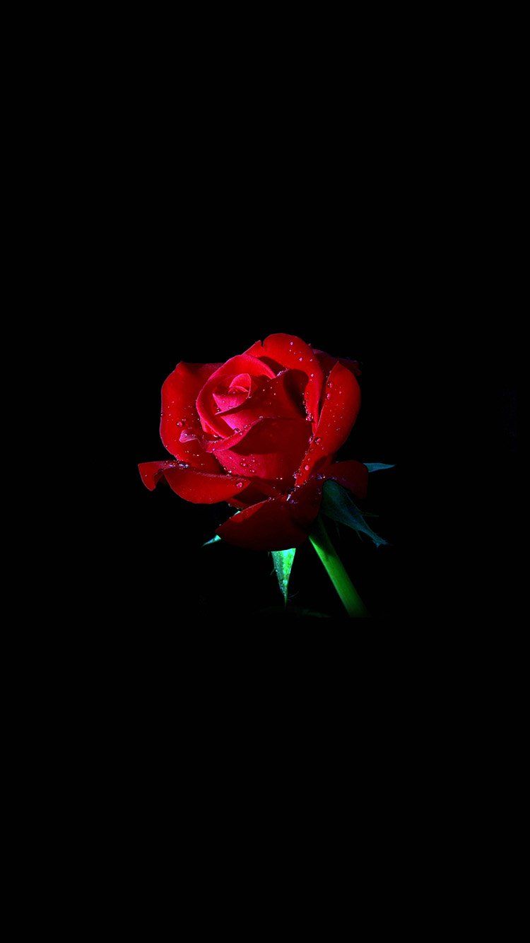 Dark Roses Aesthetic Wallpapers