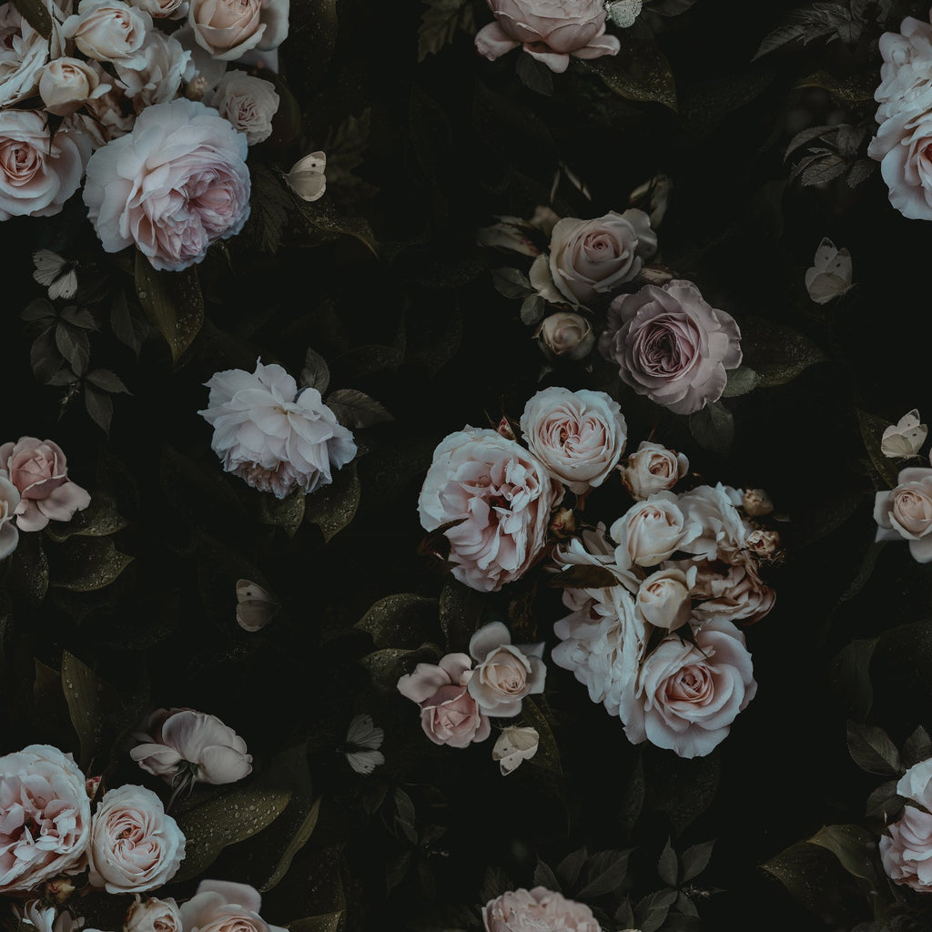 Dark Roses Aesthetic Wallpapers