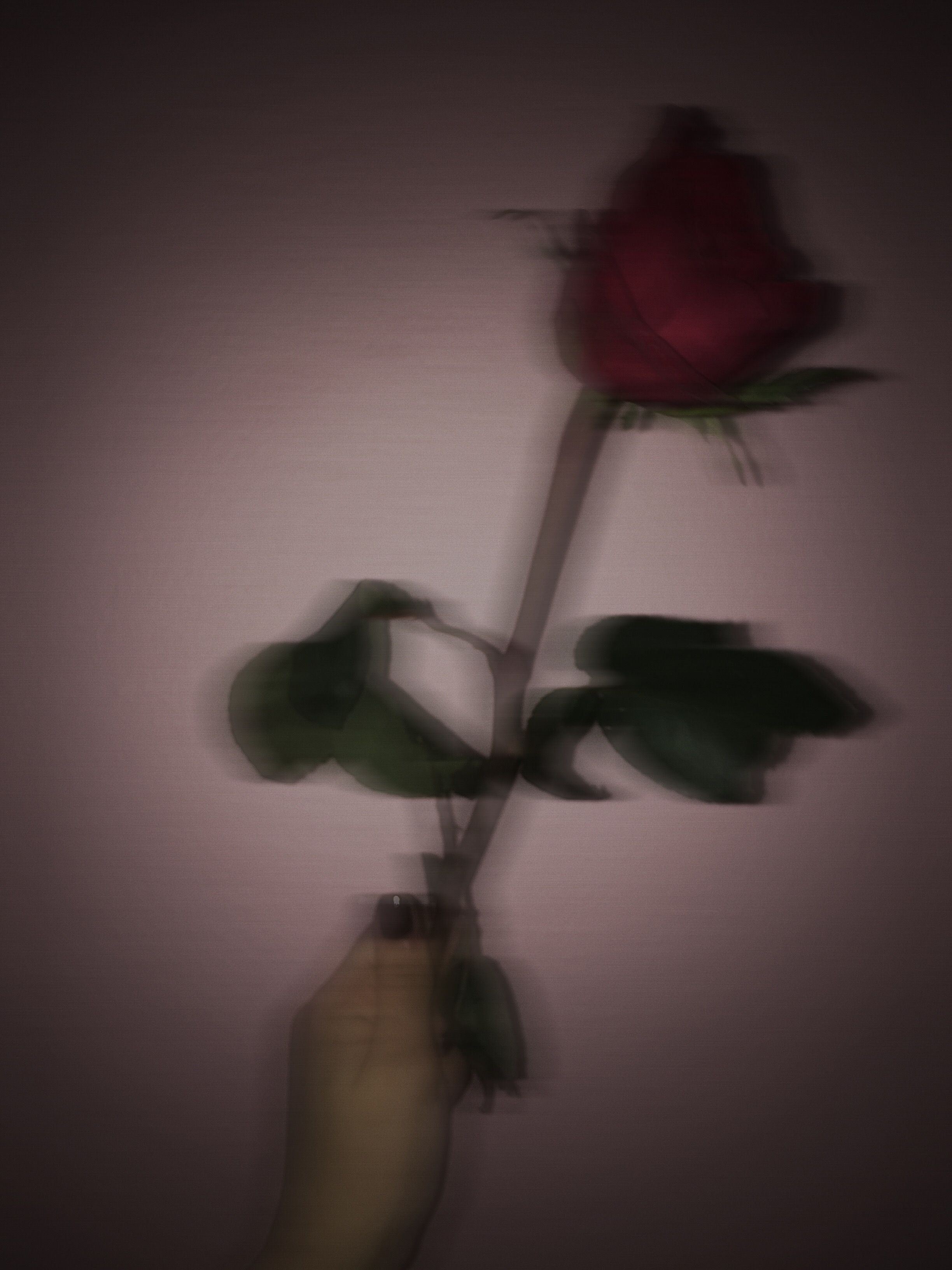 Dark Roses Aesthetic Wallpapers