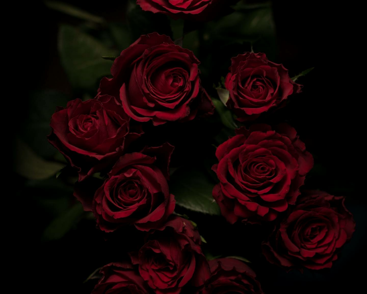 Dark Roses Aesthetic Wallpapers