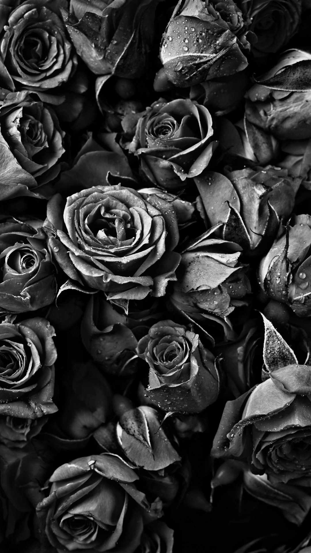 Dark Roses Aesthetic Wallpapers