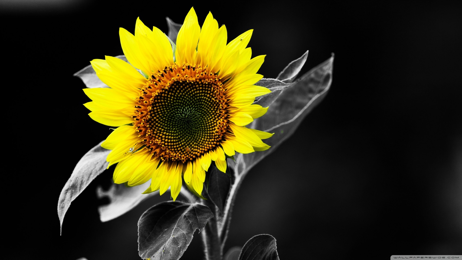 Dark Sunflower Wallpapers