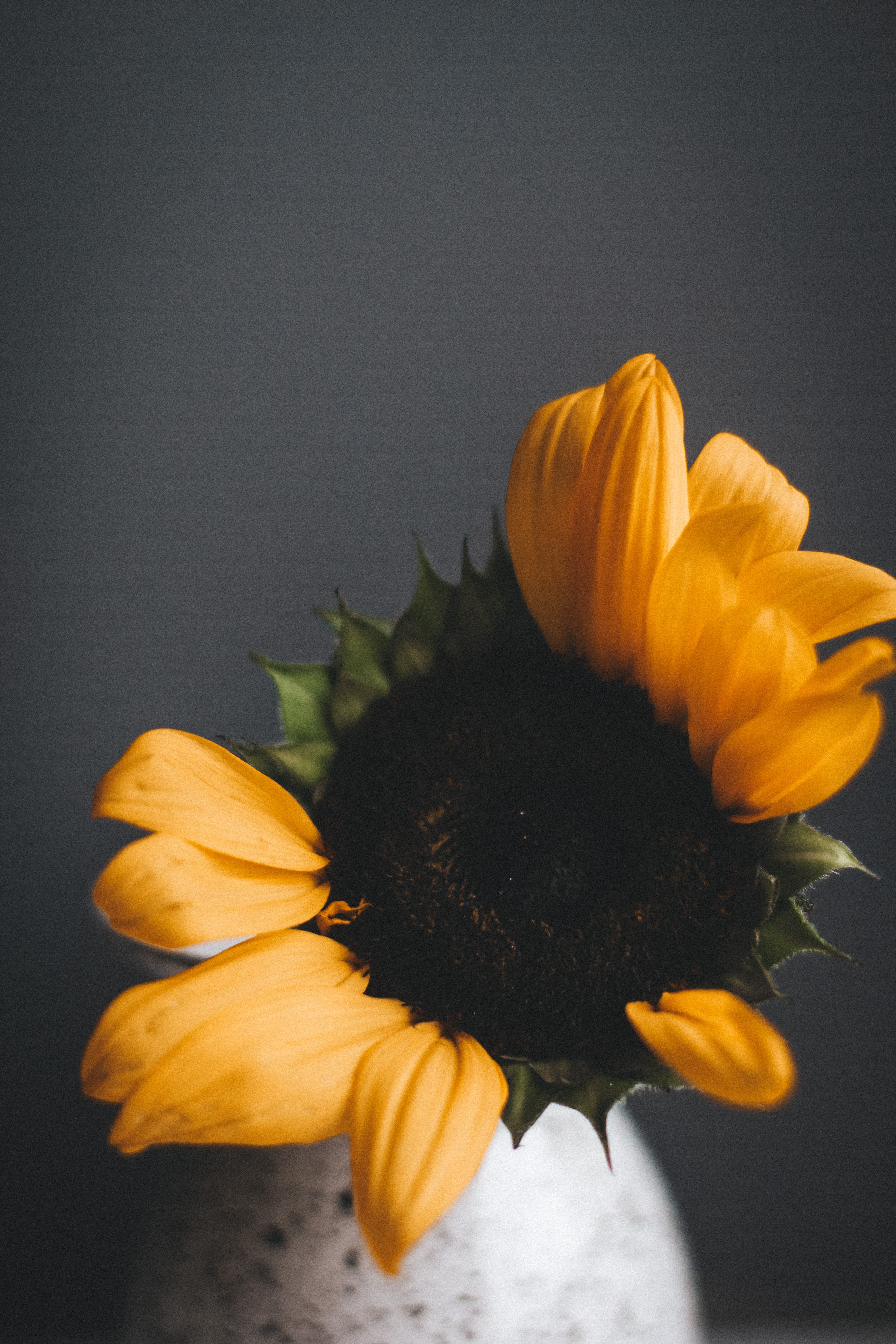 Dark Sunflower Wallpapers