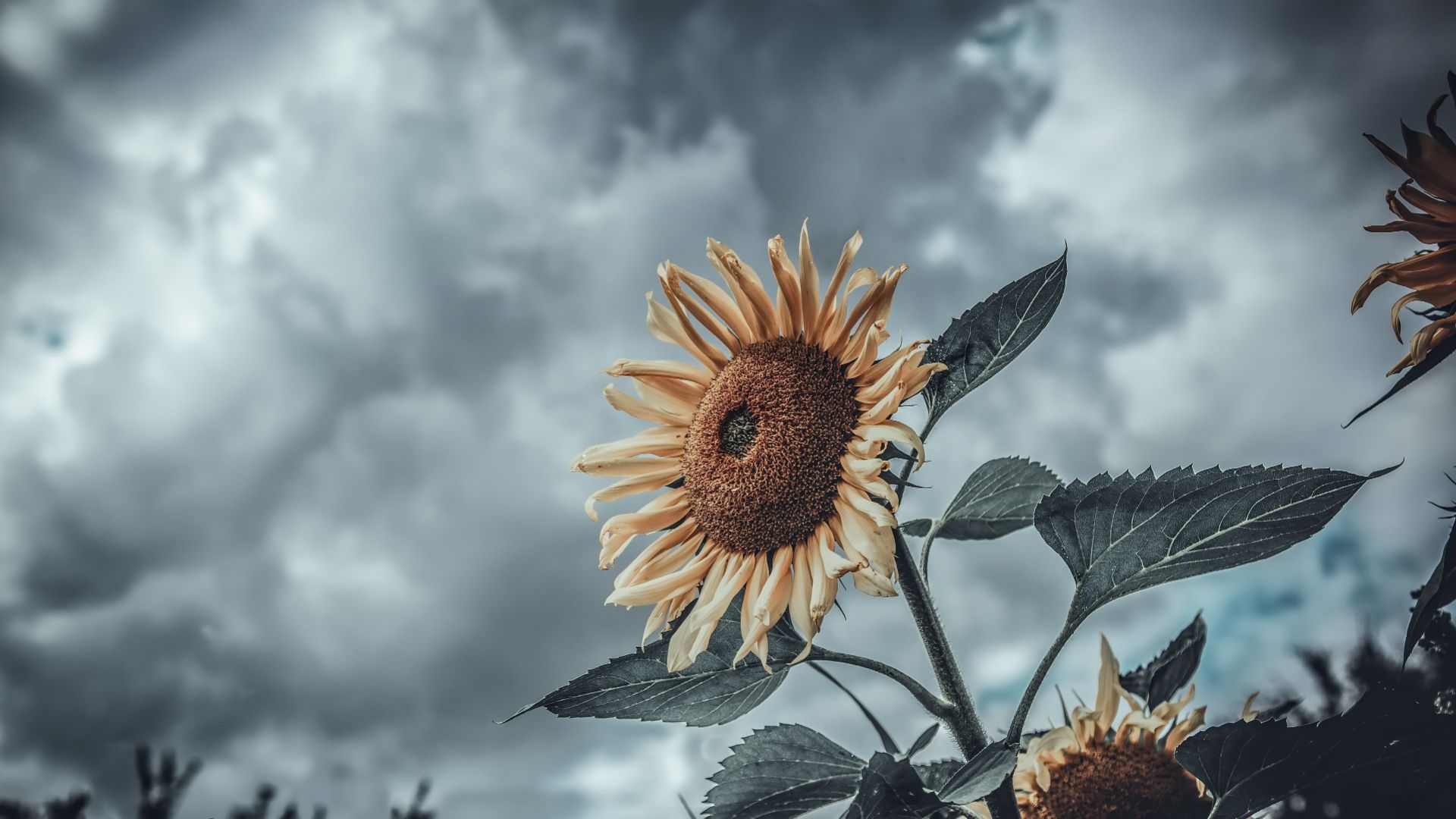 Dark Sunflower Wallpapers