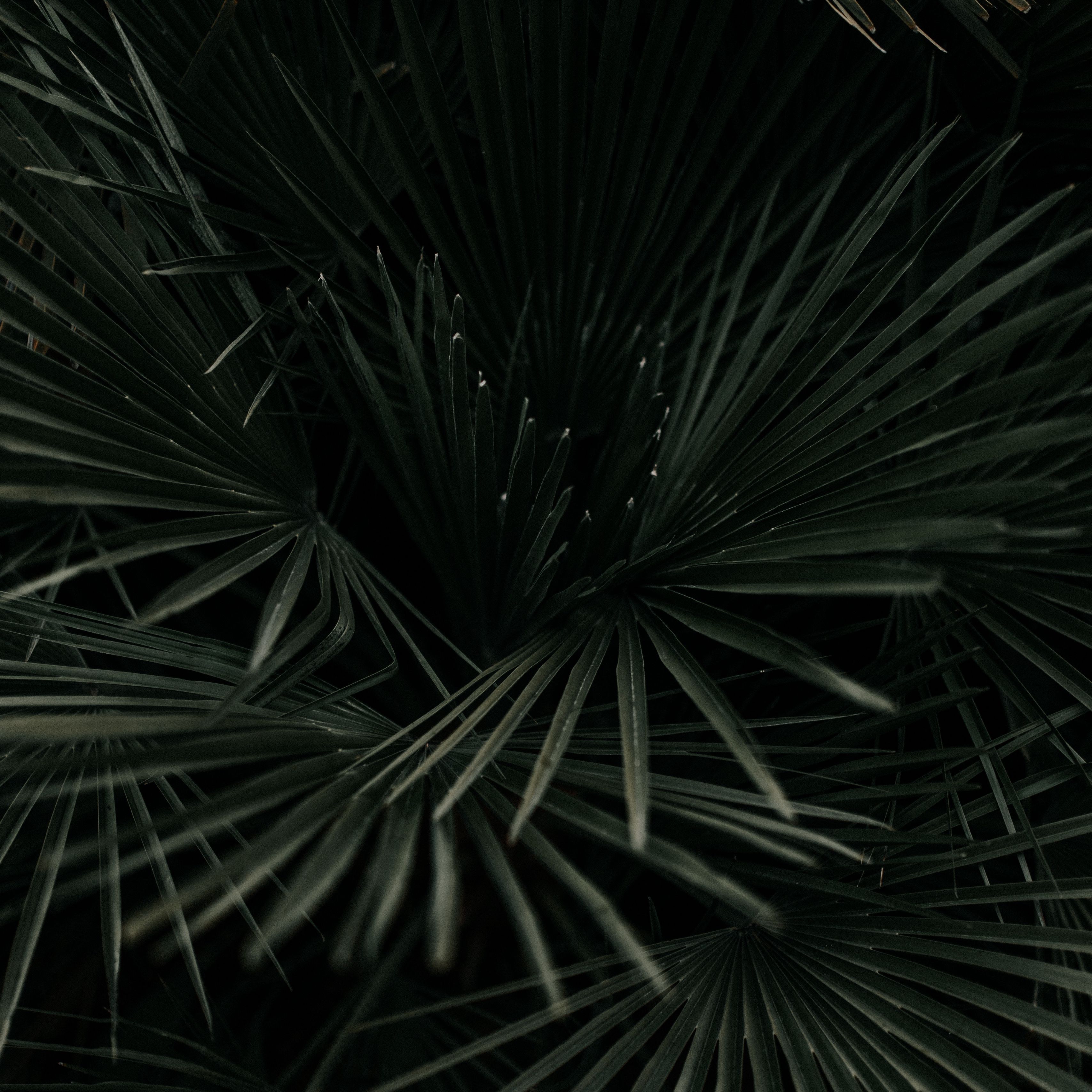 Dark Tropical Wallpapers