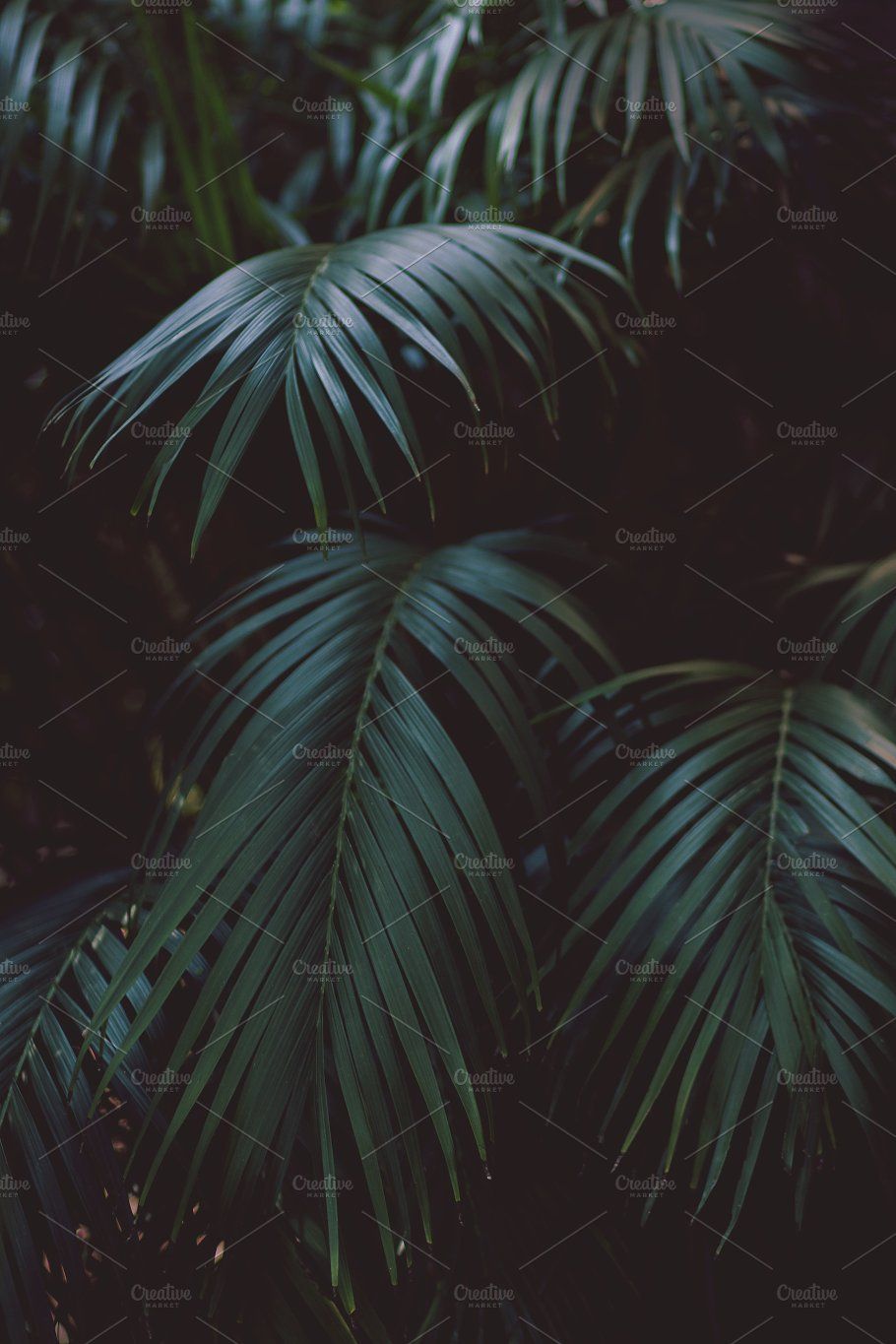 Dark Tropical Wallpapers