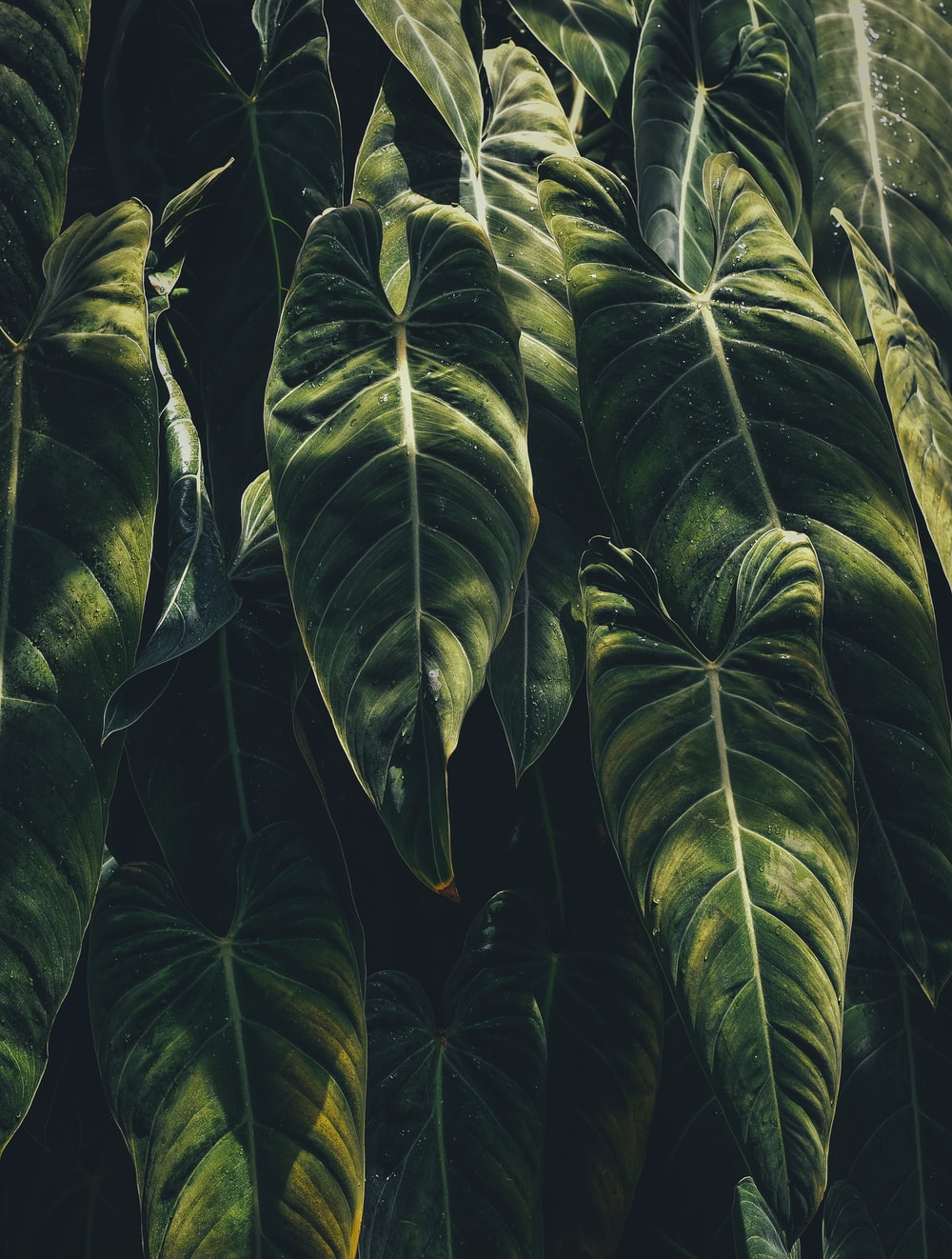 Dark Tropical Wallpapers