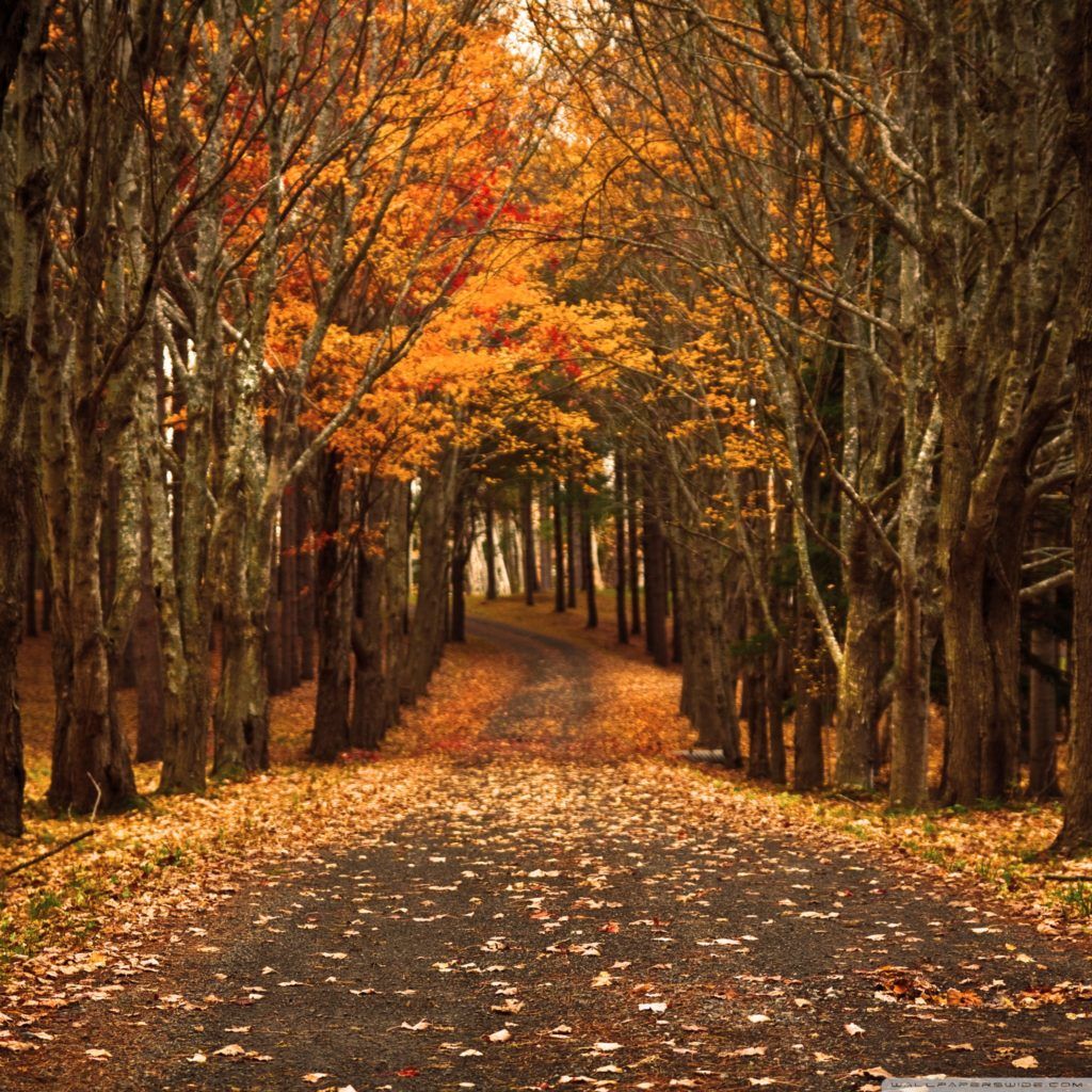 Dark Vintage Autumn Wallpapers