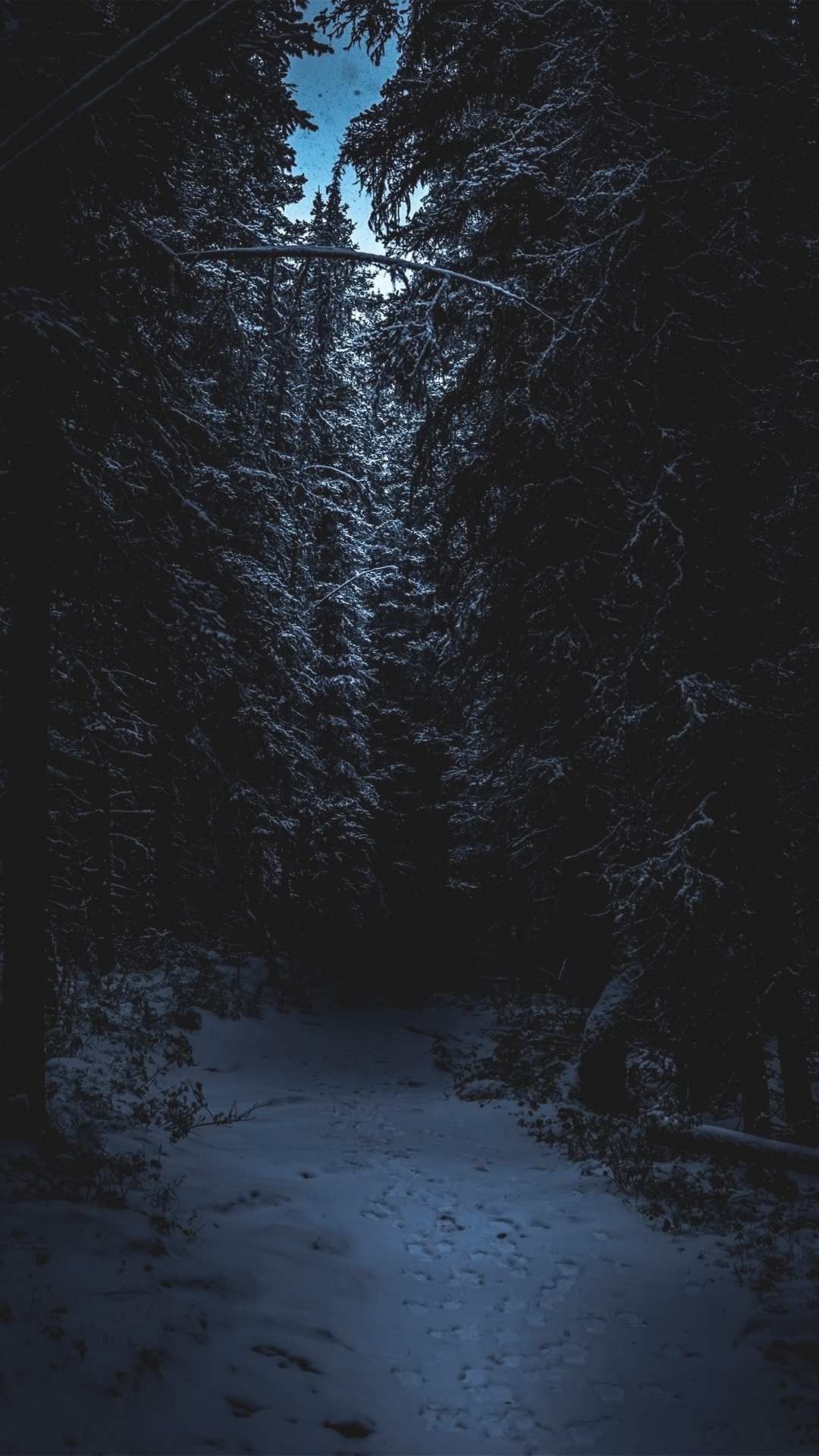 Dark Winter Forest Wallpapers