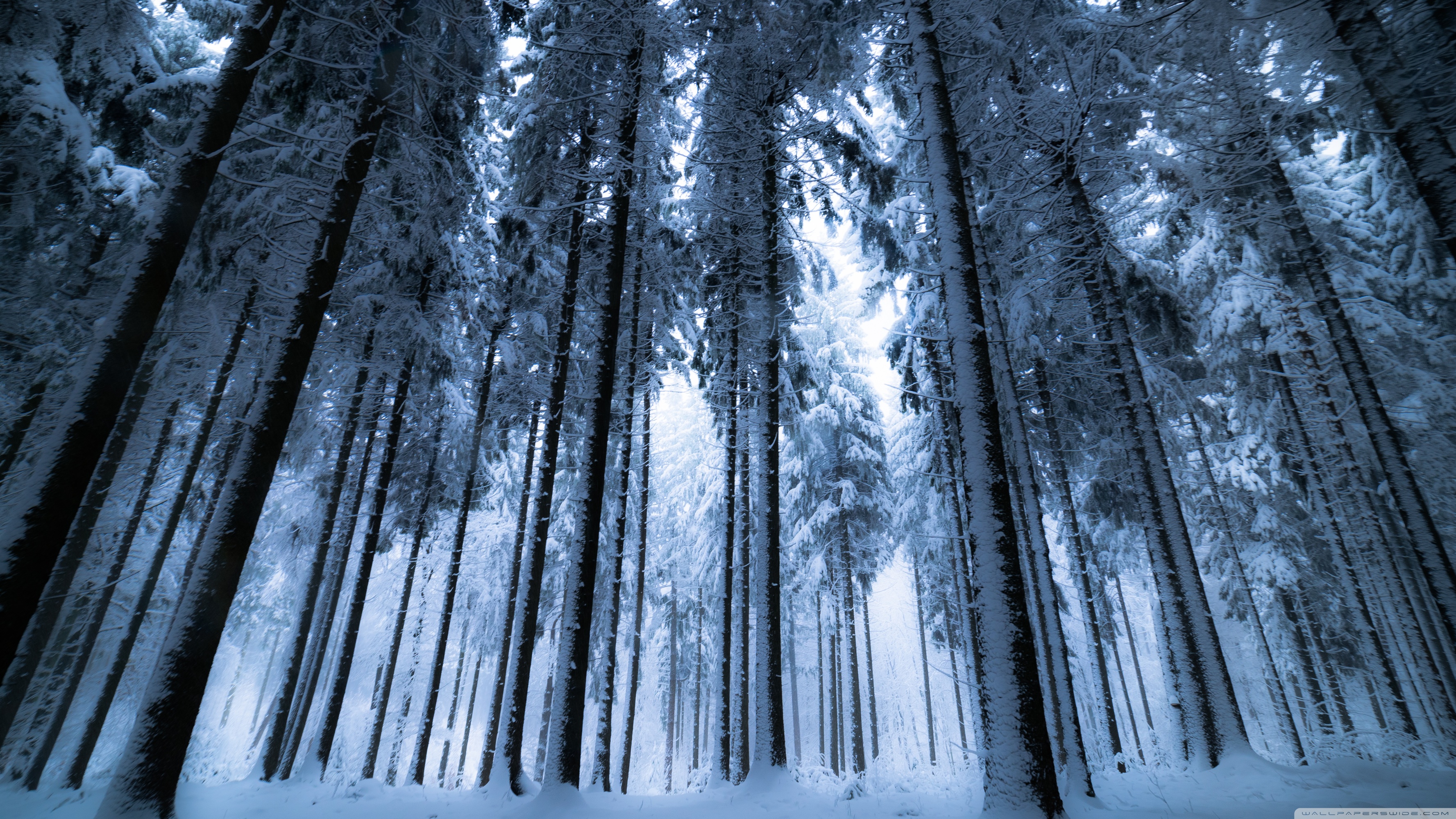 Dark Winter Forest Wallpapers