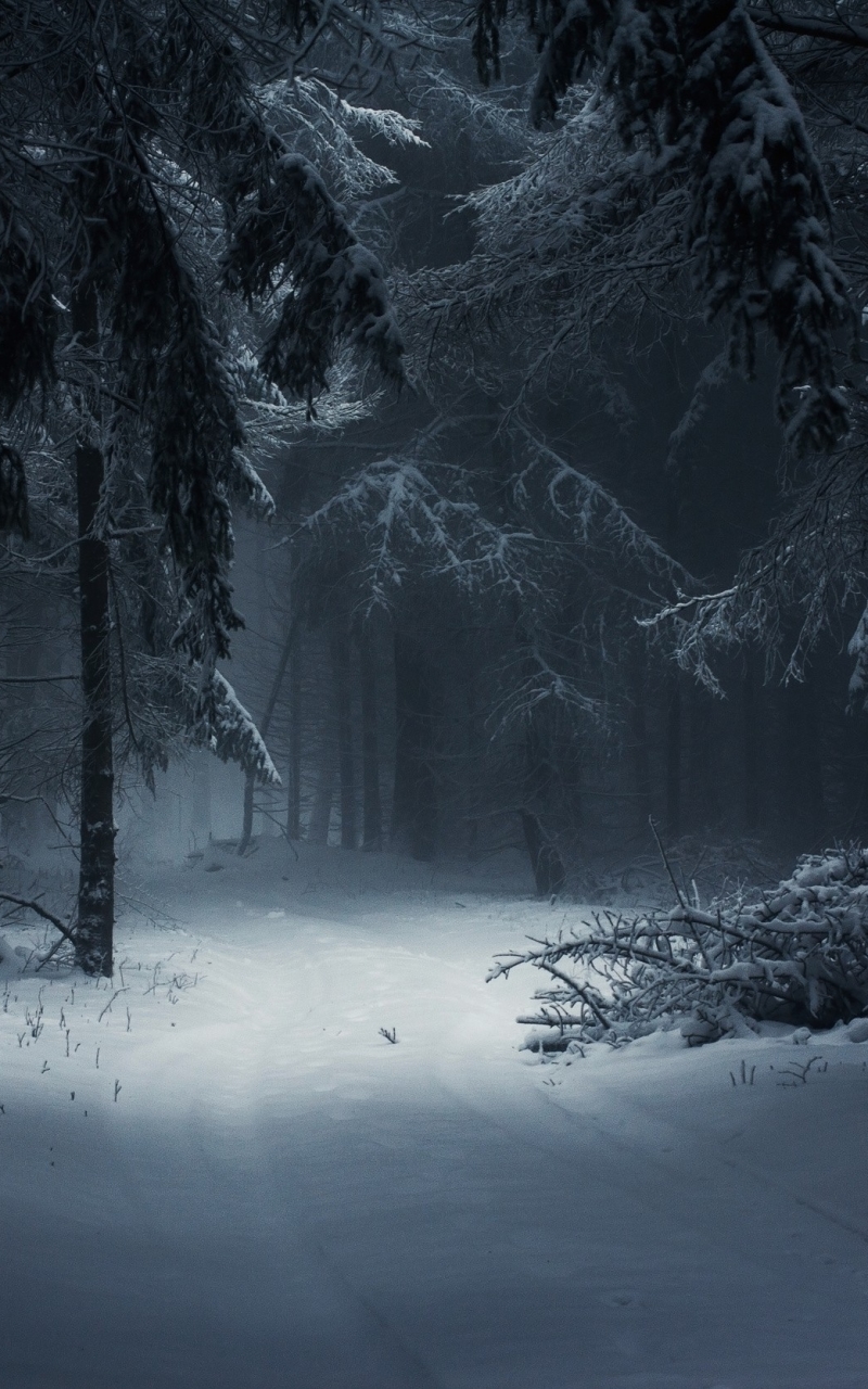 Dark Winter Forest Wallpapers