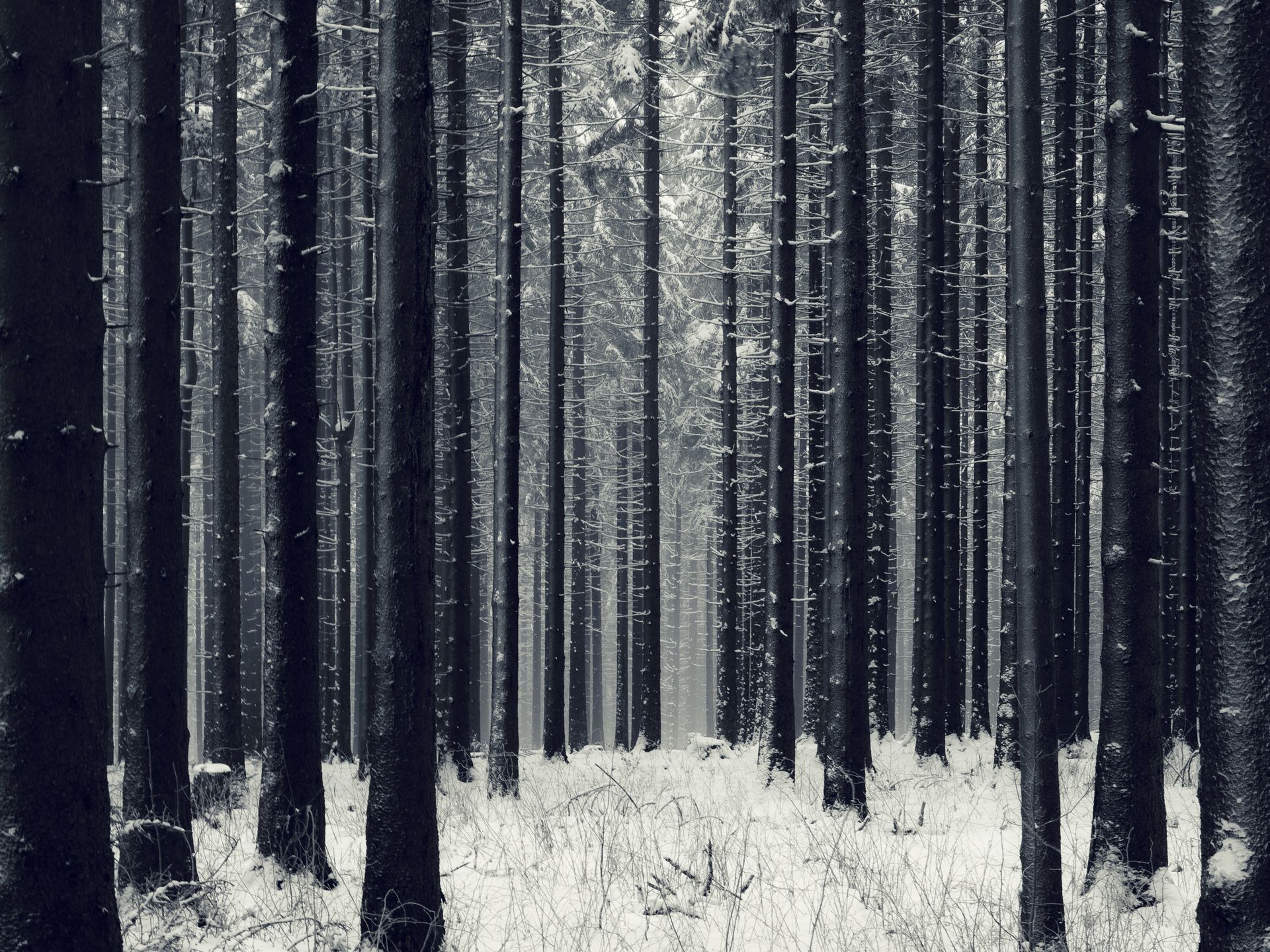 Dark Winter Forest Wallpapers