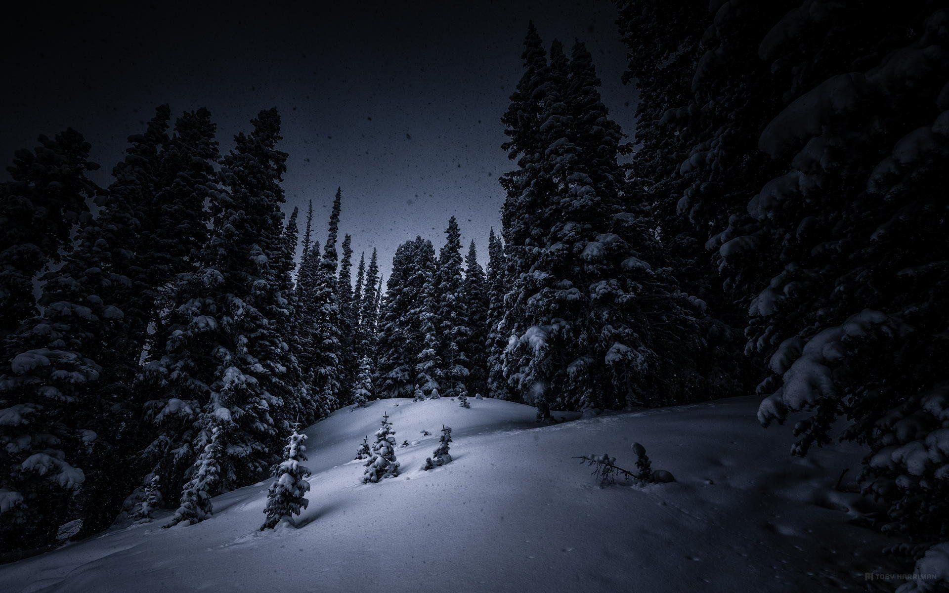 Dark Winter Forest Wallpapers