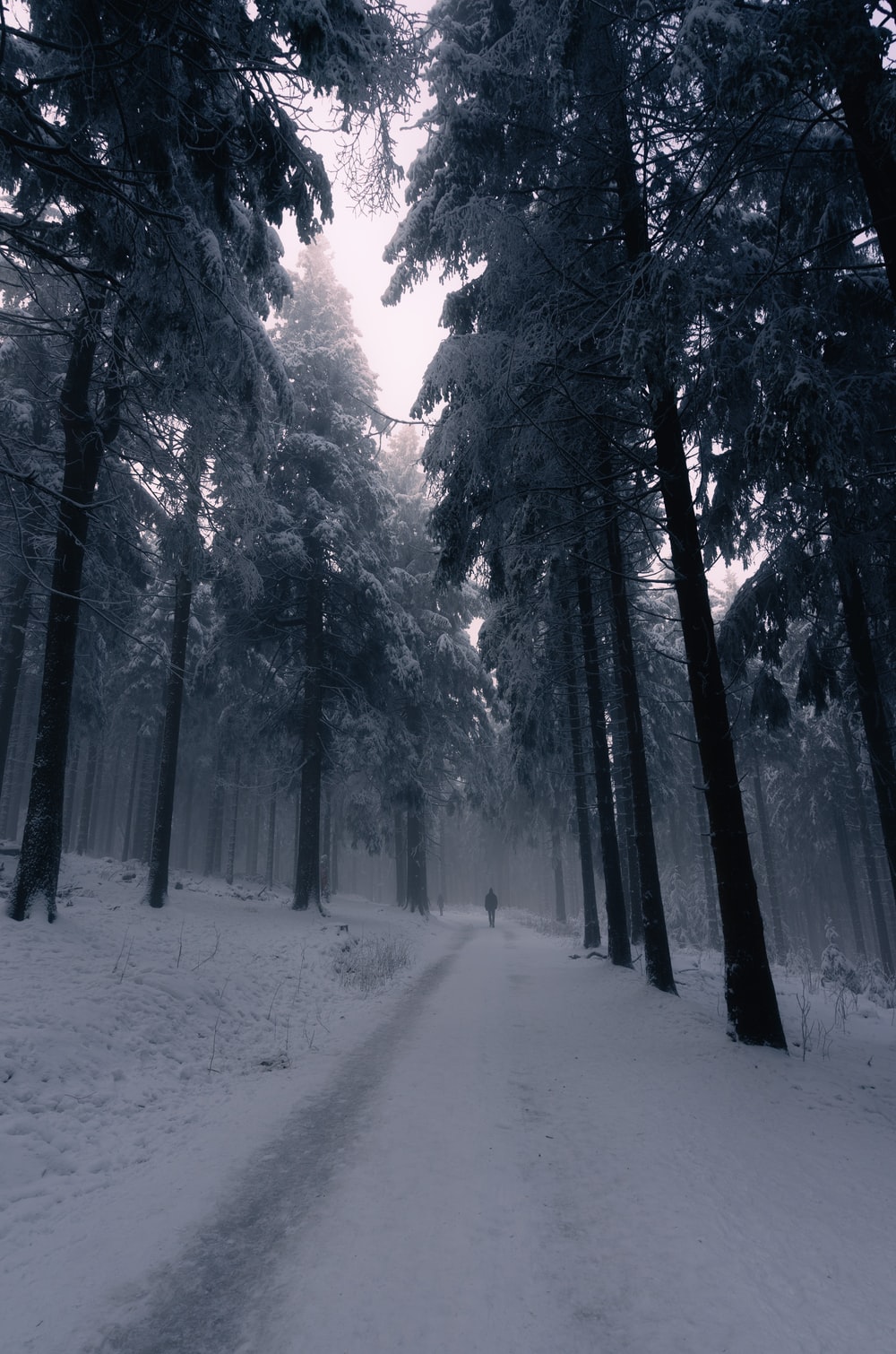 Dark Winter Forest Wallpapers