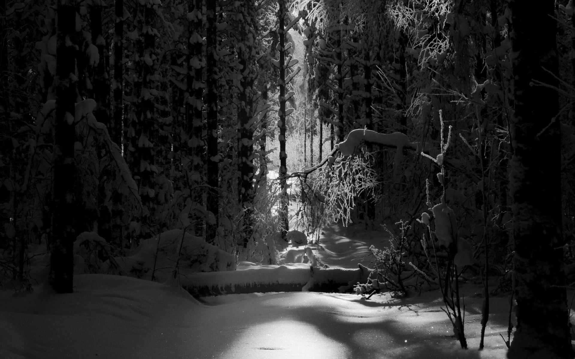 Dark Winter Forest Wallpapers