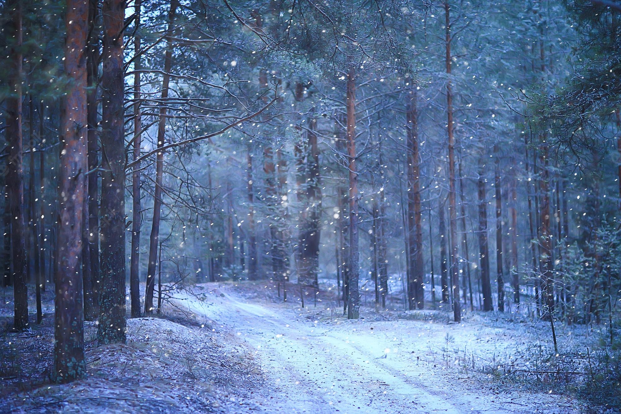 Dark Winter Forest Wallpapers