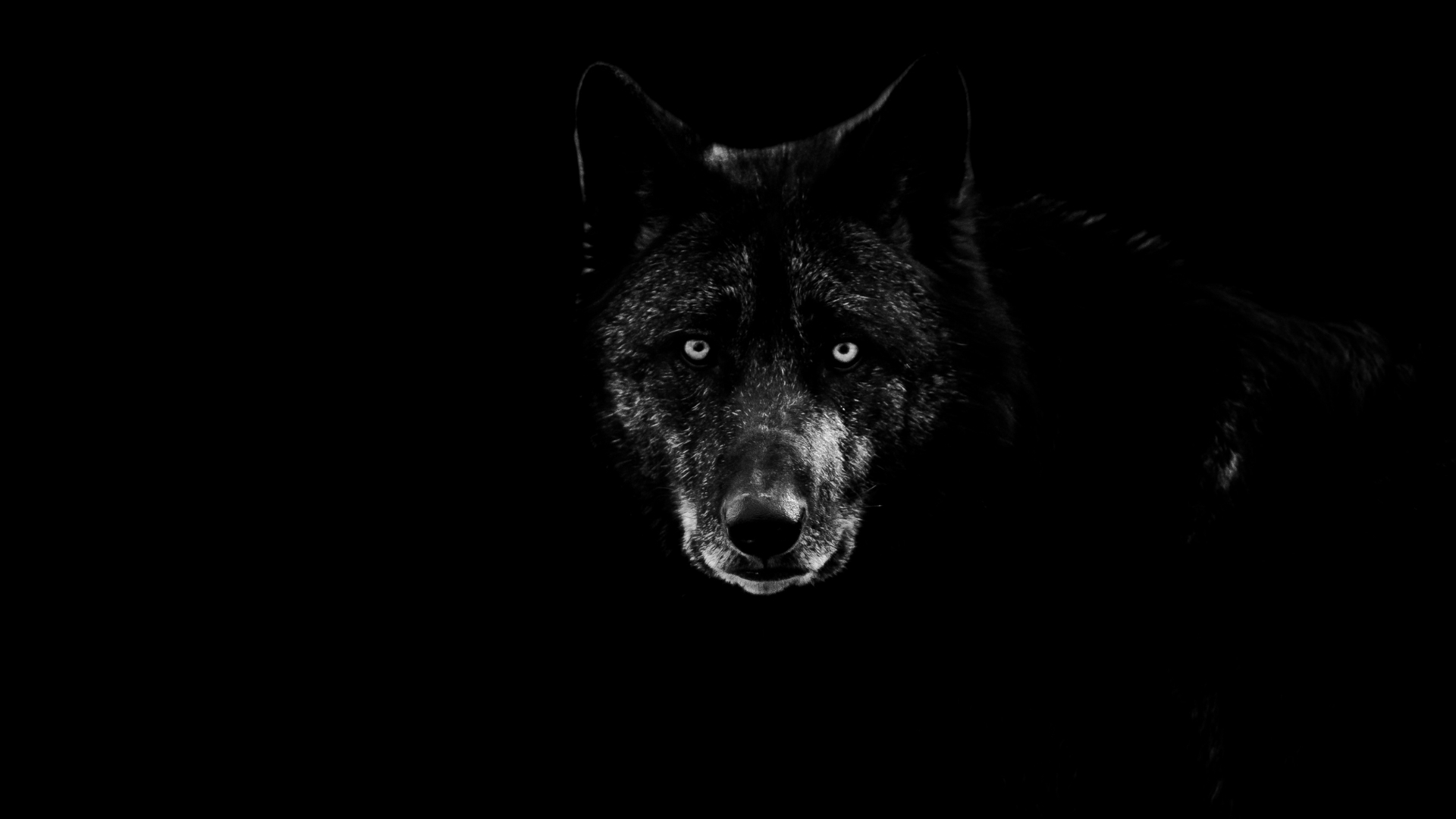 Dark Wolf Wallpapers