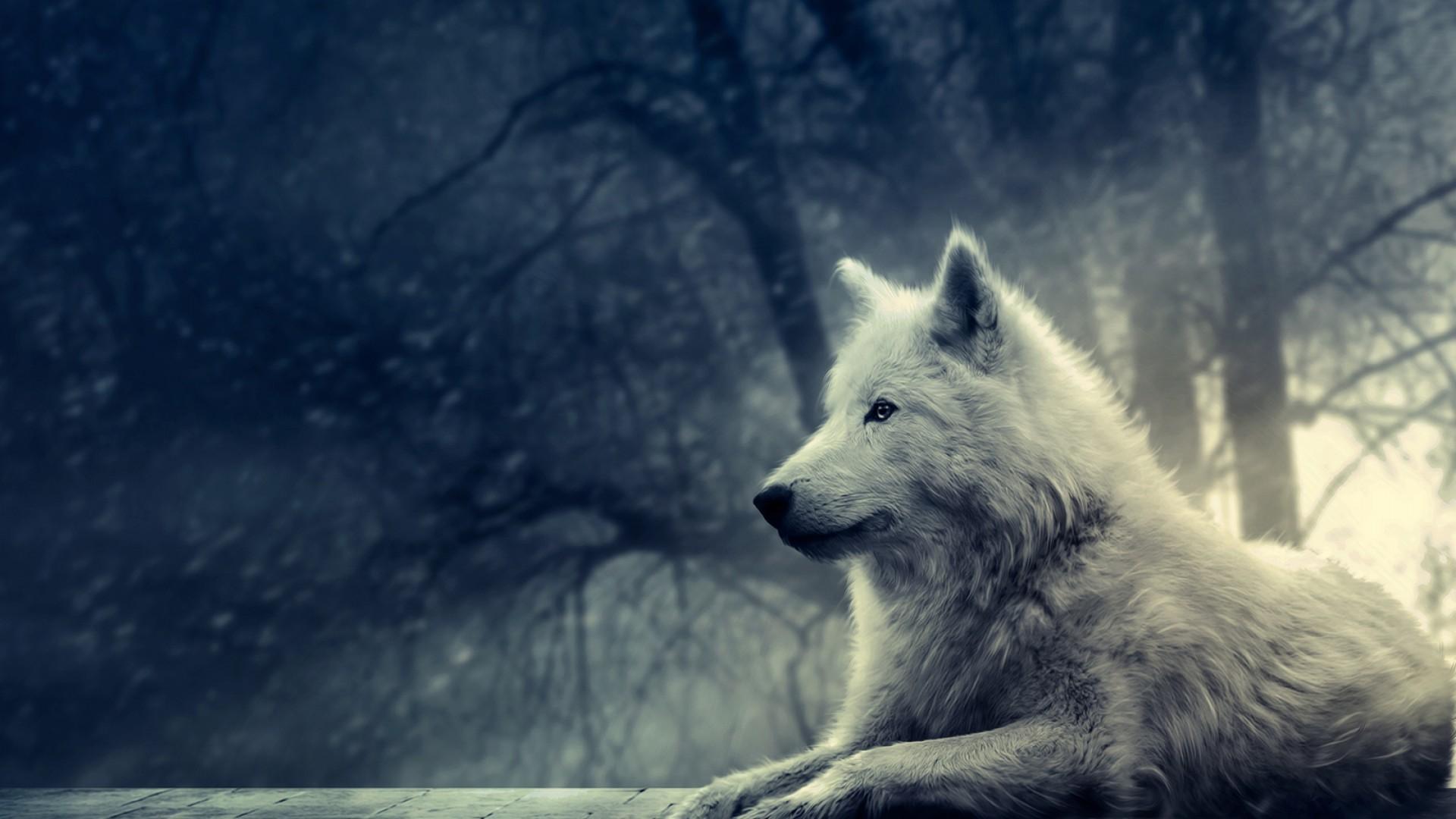 Dark Wolf Wallpapers