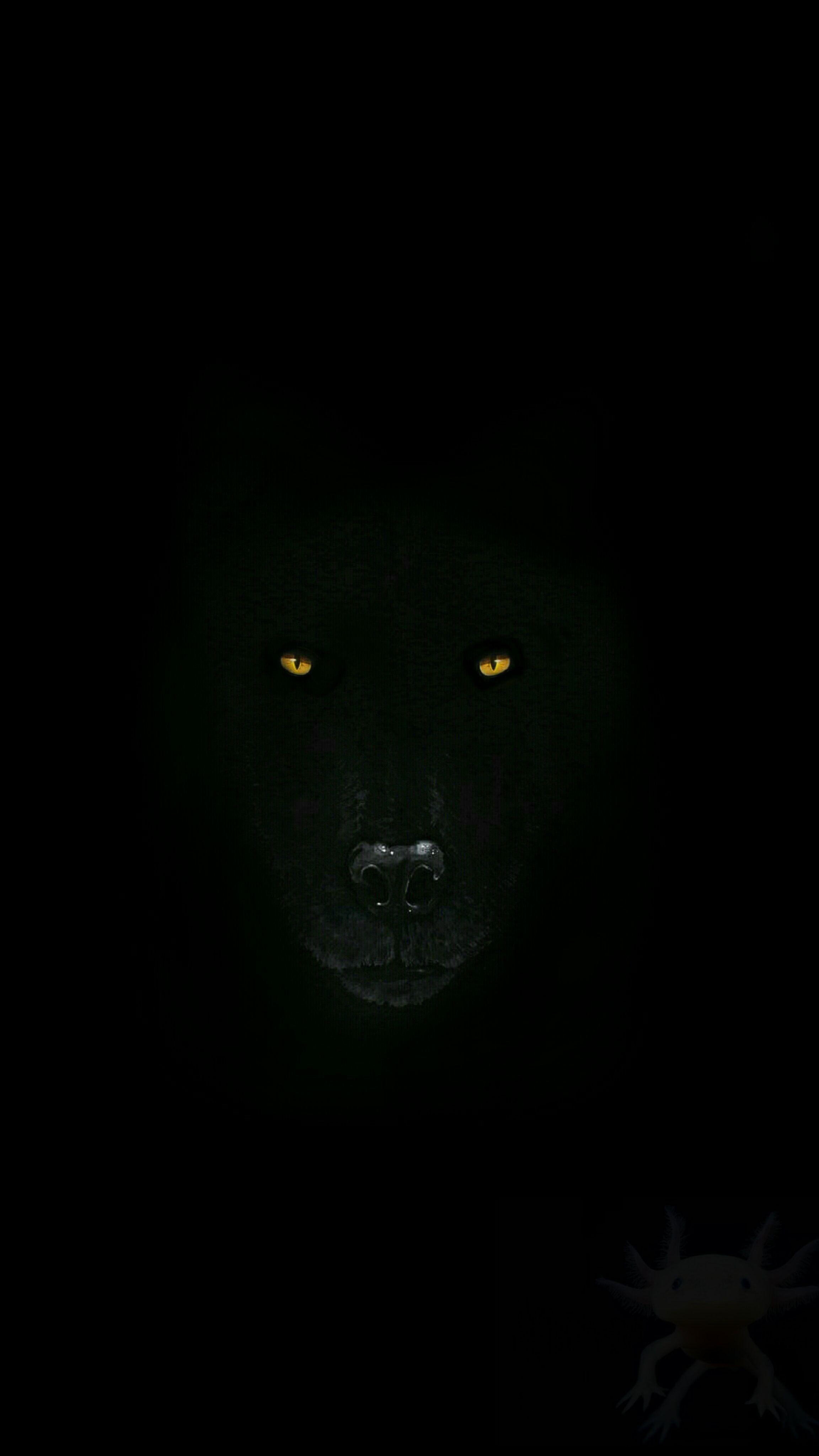 Dark Wolf Wallpapers