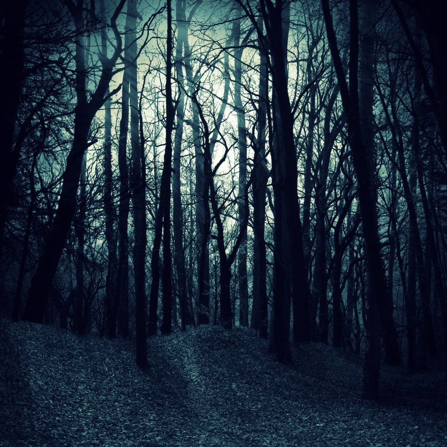 Dark Woods Wallpapers