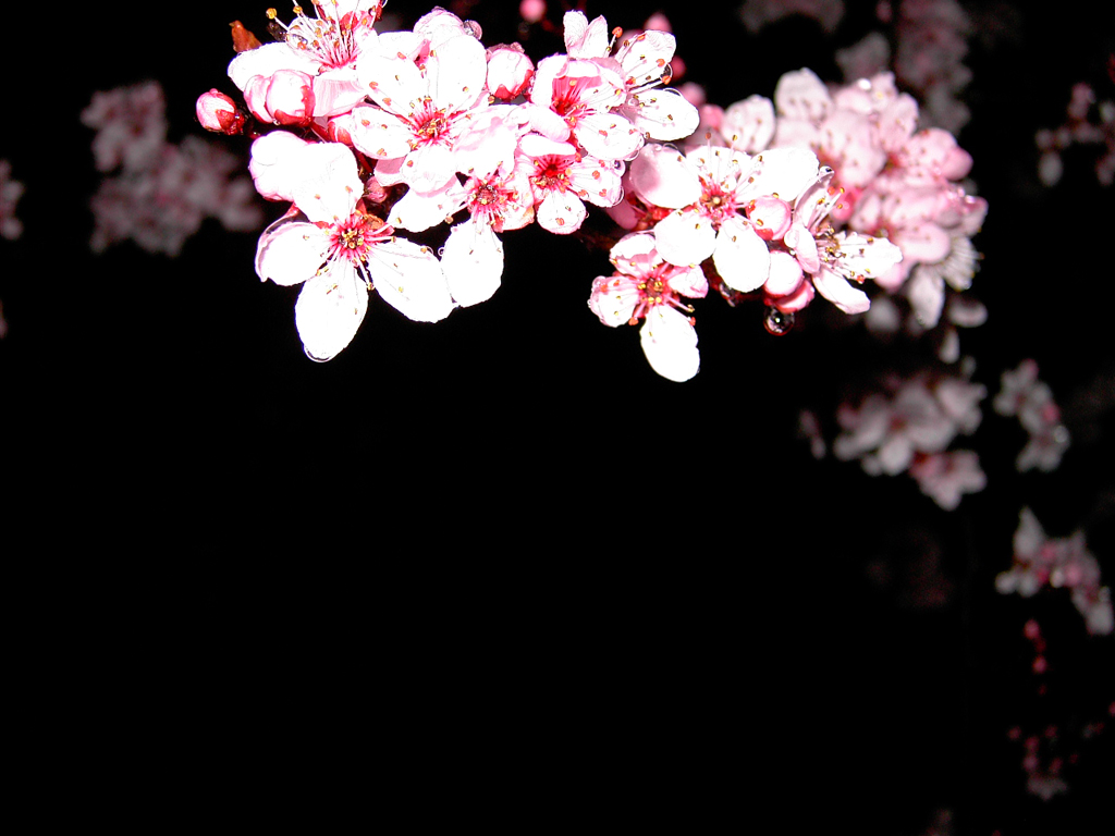 Neon Cherry Blossom Wallpapers