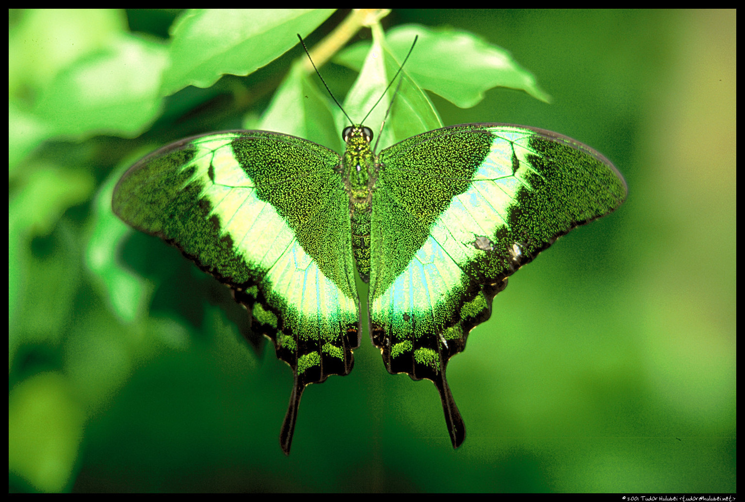 Neon Green Butterflies Wallpapers