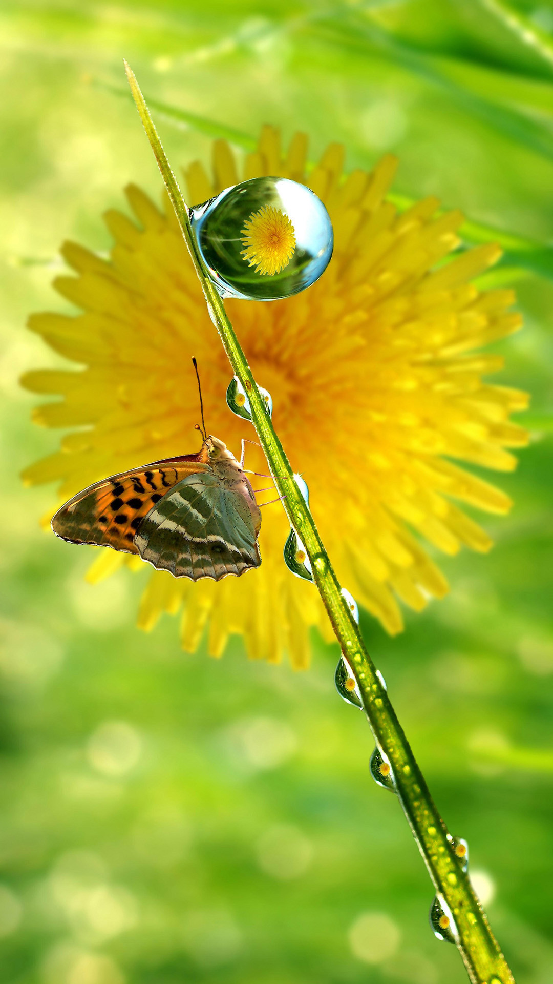 Neon Green Butterflies Wallpapers