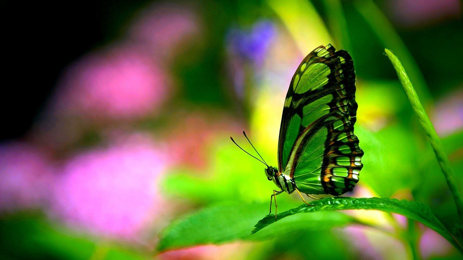 Neon Green Butterflies Wallpapers