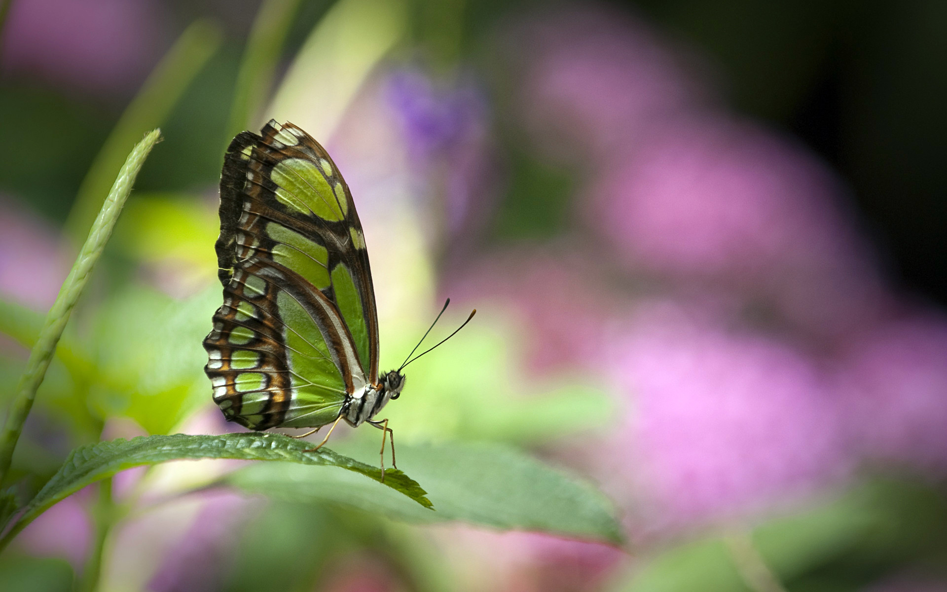 Neon Green Butterflies Wallpapers