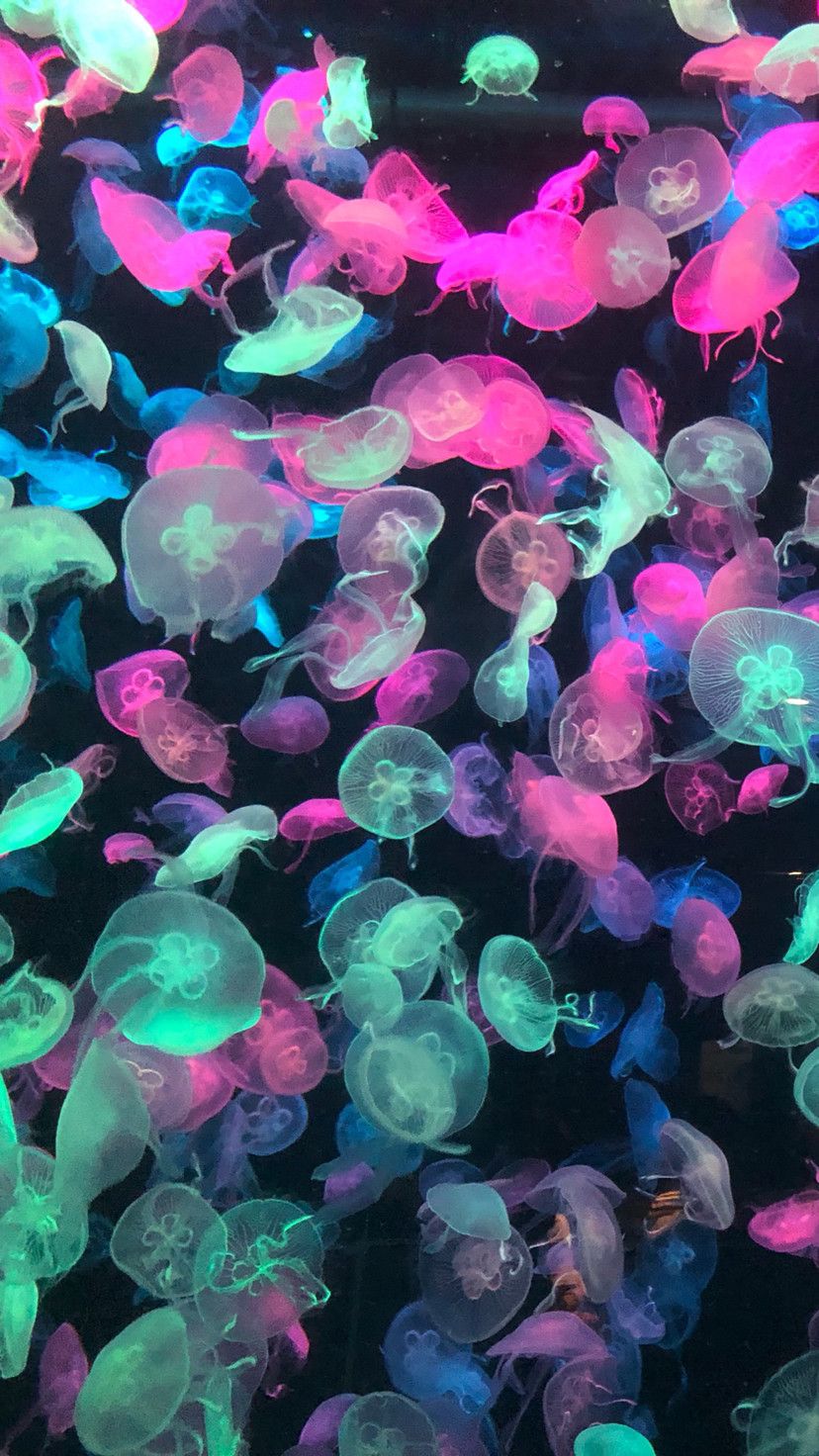 Neon Jellyfish Wallpapers