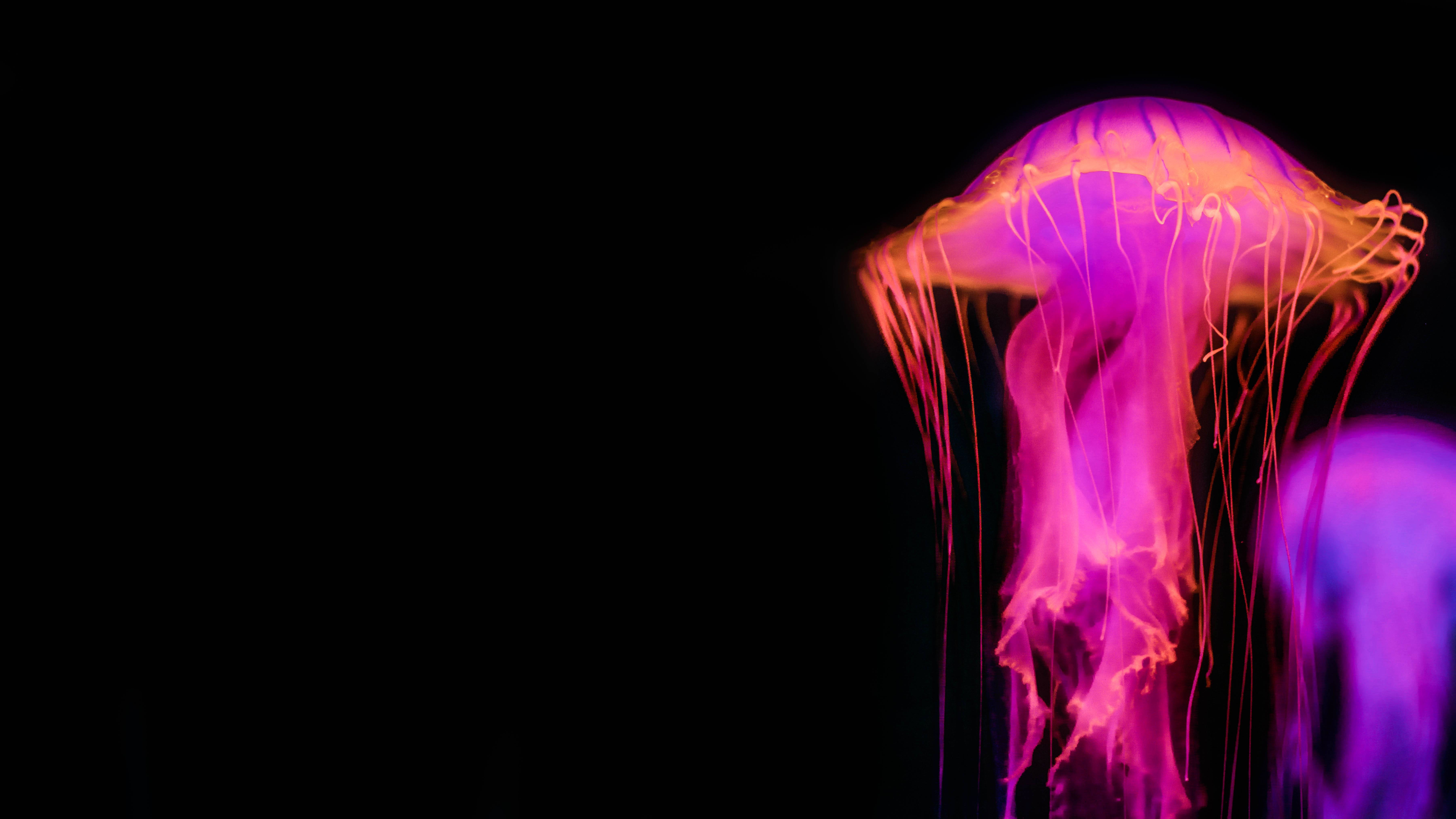 Neon Jellyfish Wallpapers