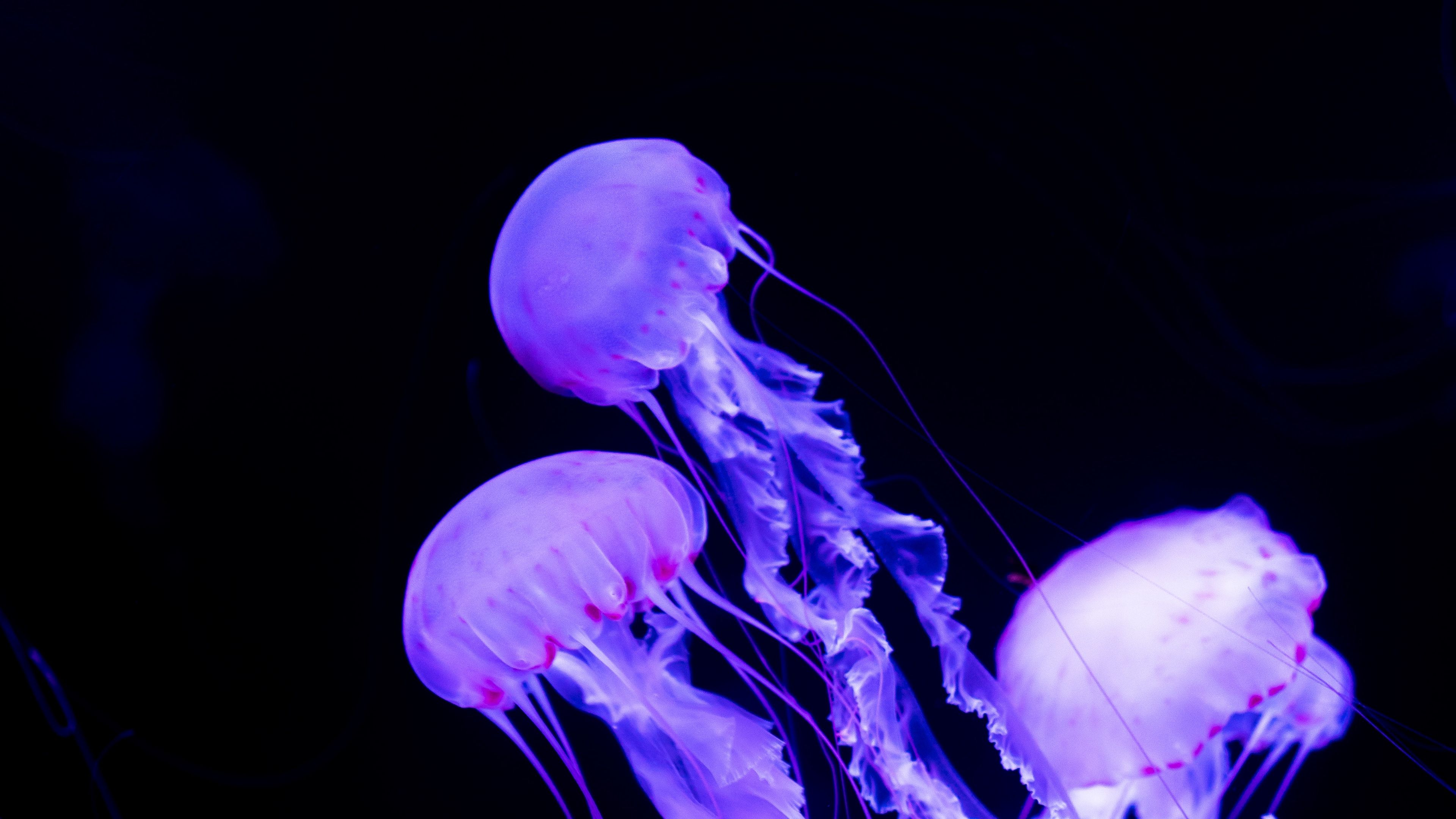 Neon Jellyfish Wallpapers