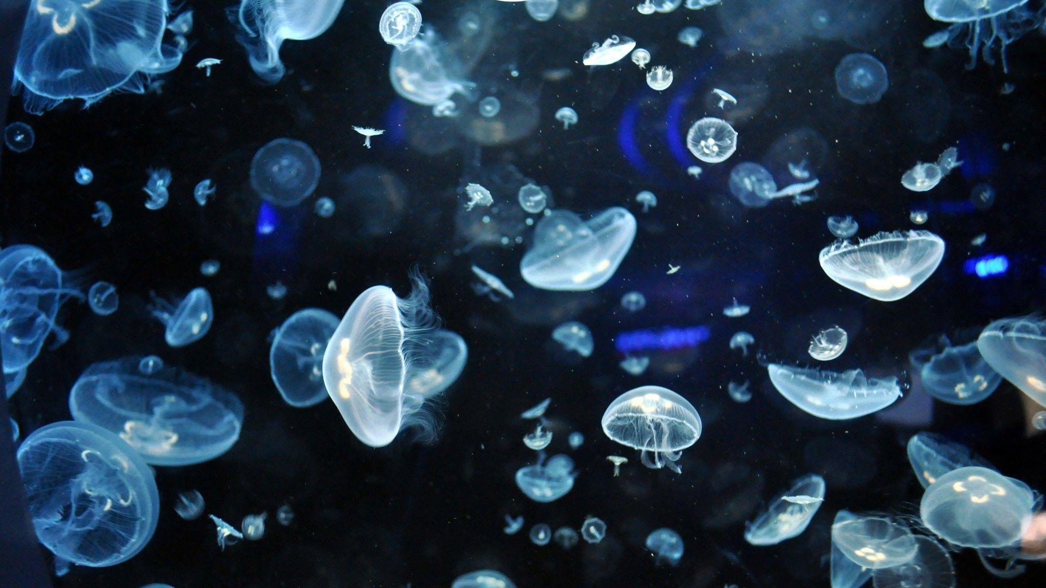 Neon Jellyfish Wallpapers