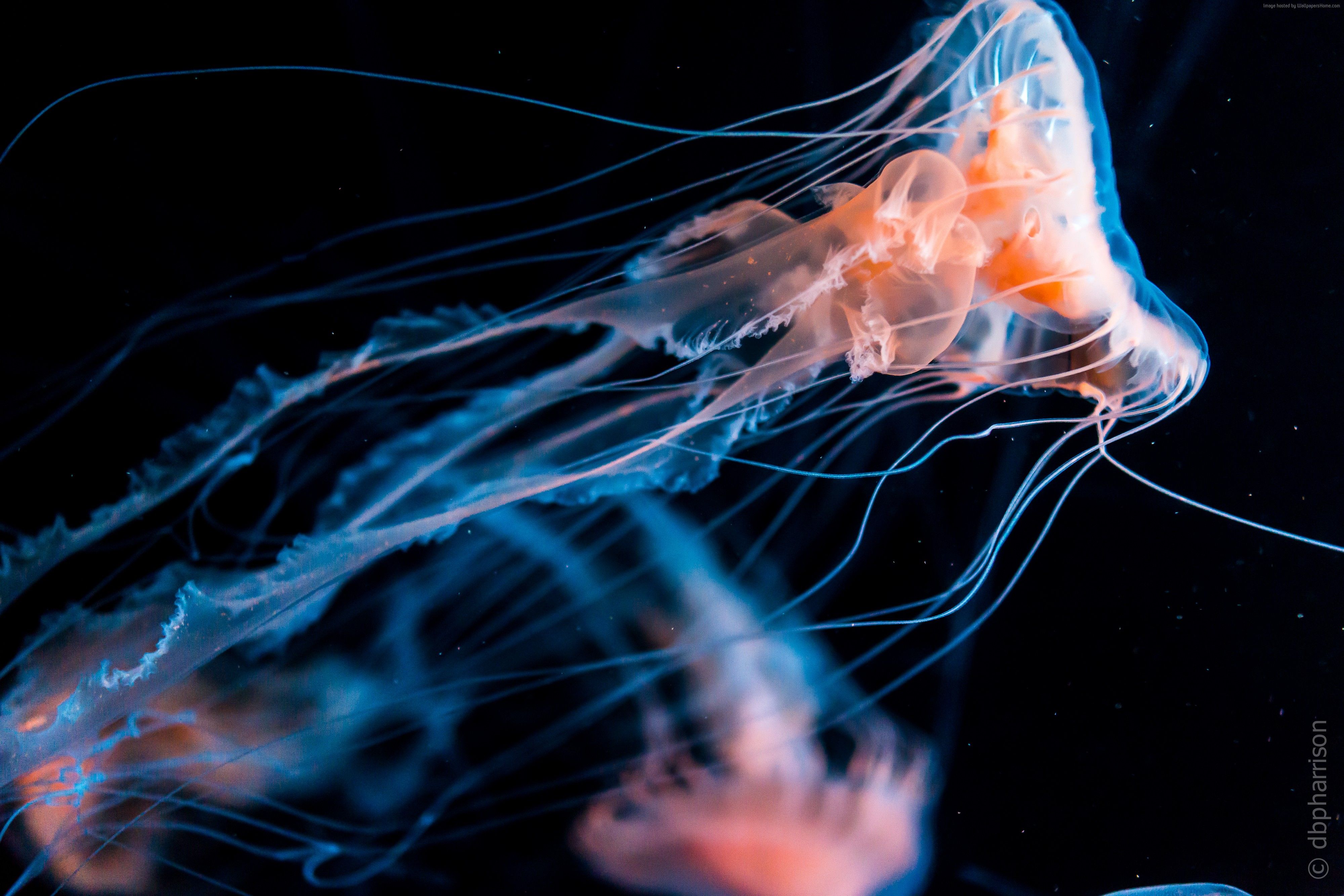 Neon Jellyfish Wallpapers