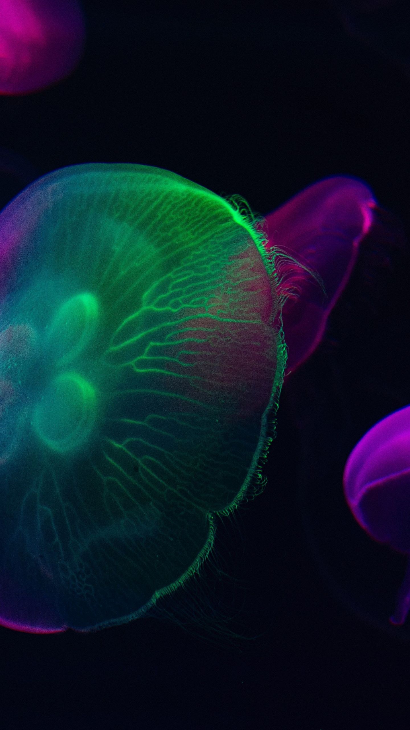 Neon Jellyfish Wallpapers