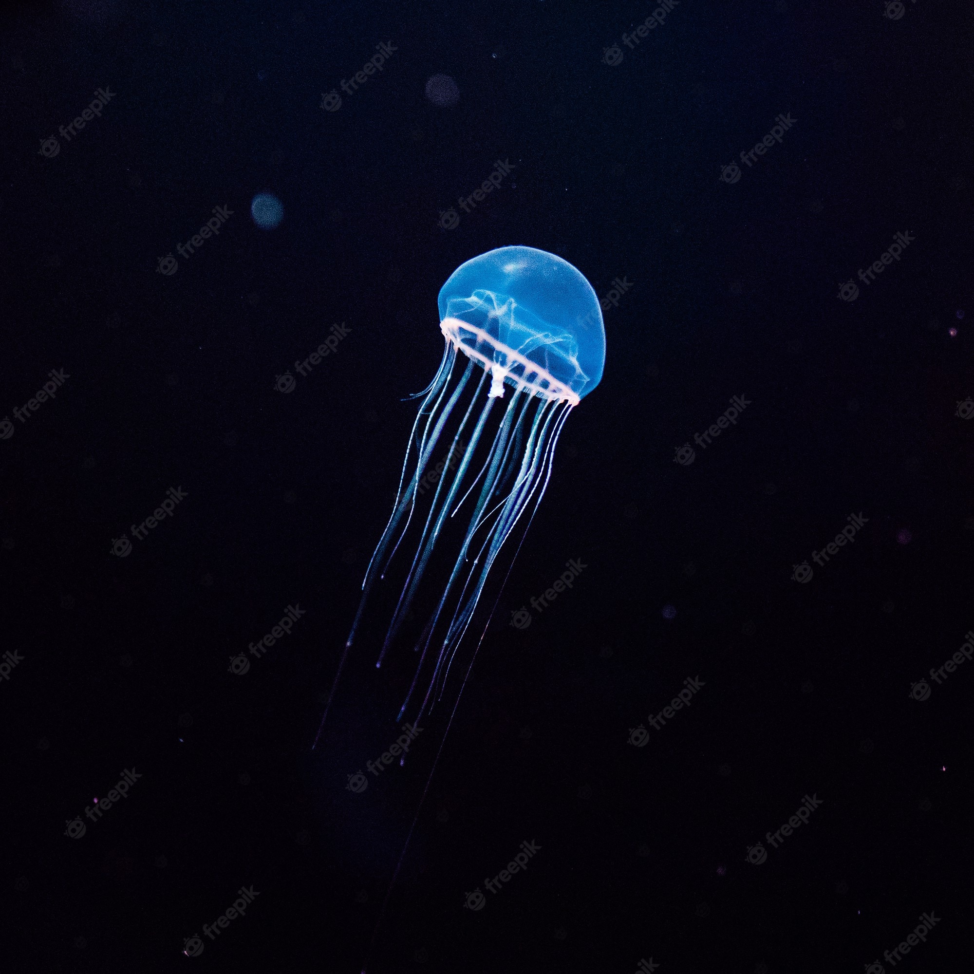 Neon Jellyfish Wallpapers