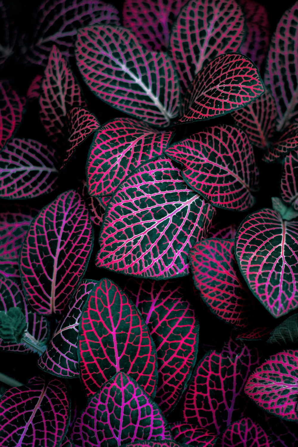 Neon Leaves Wallpapers