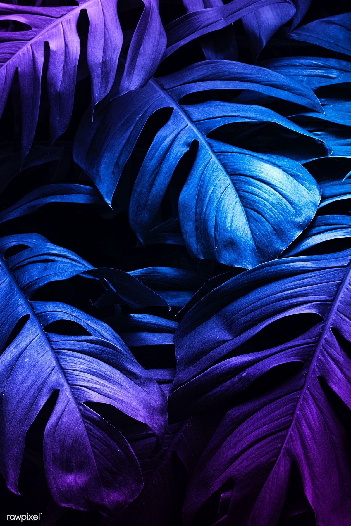 Neon Leaves Wallpapers