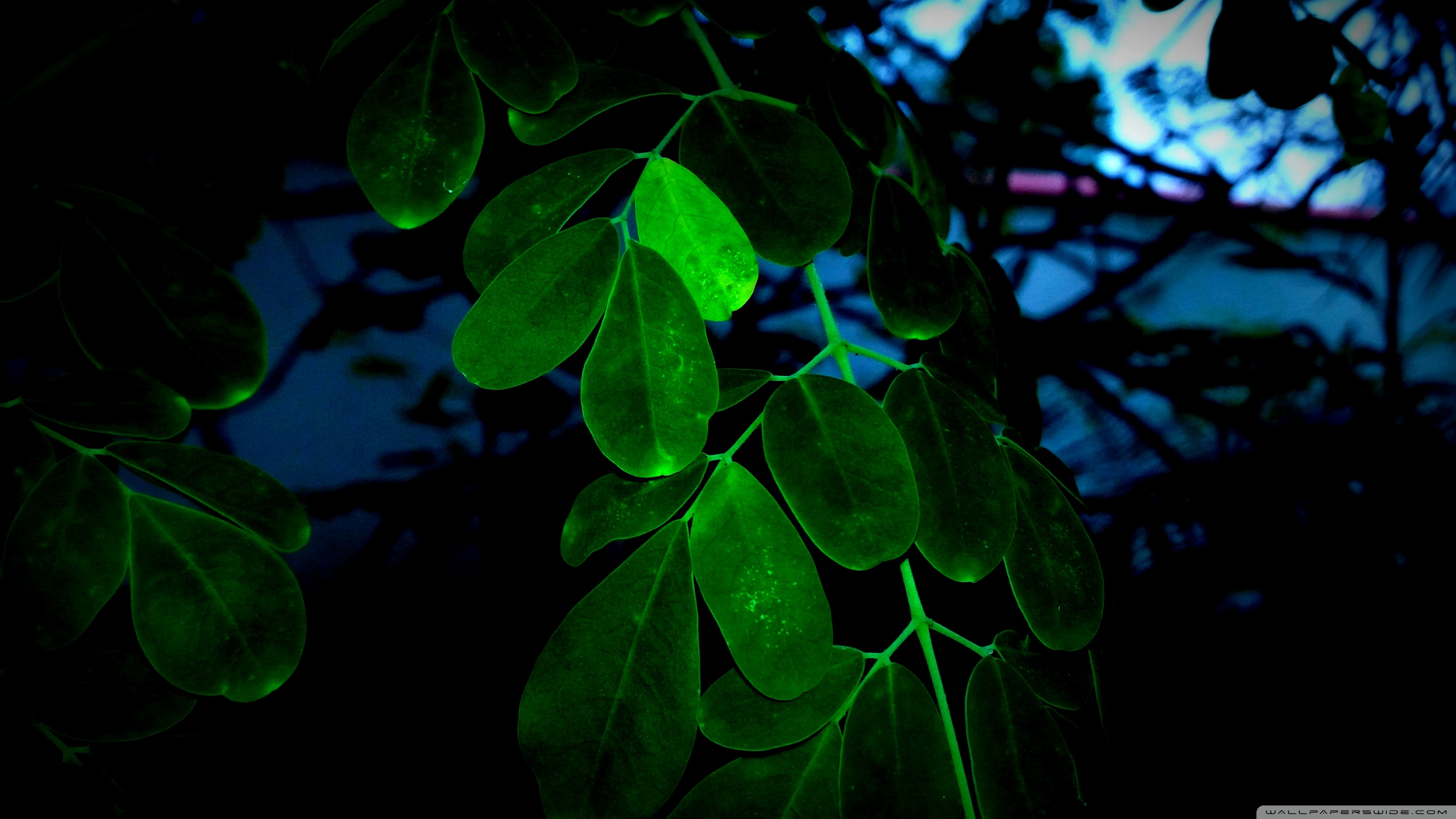 Neon Leaves Wallpapers