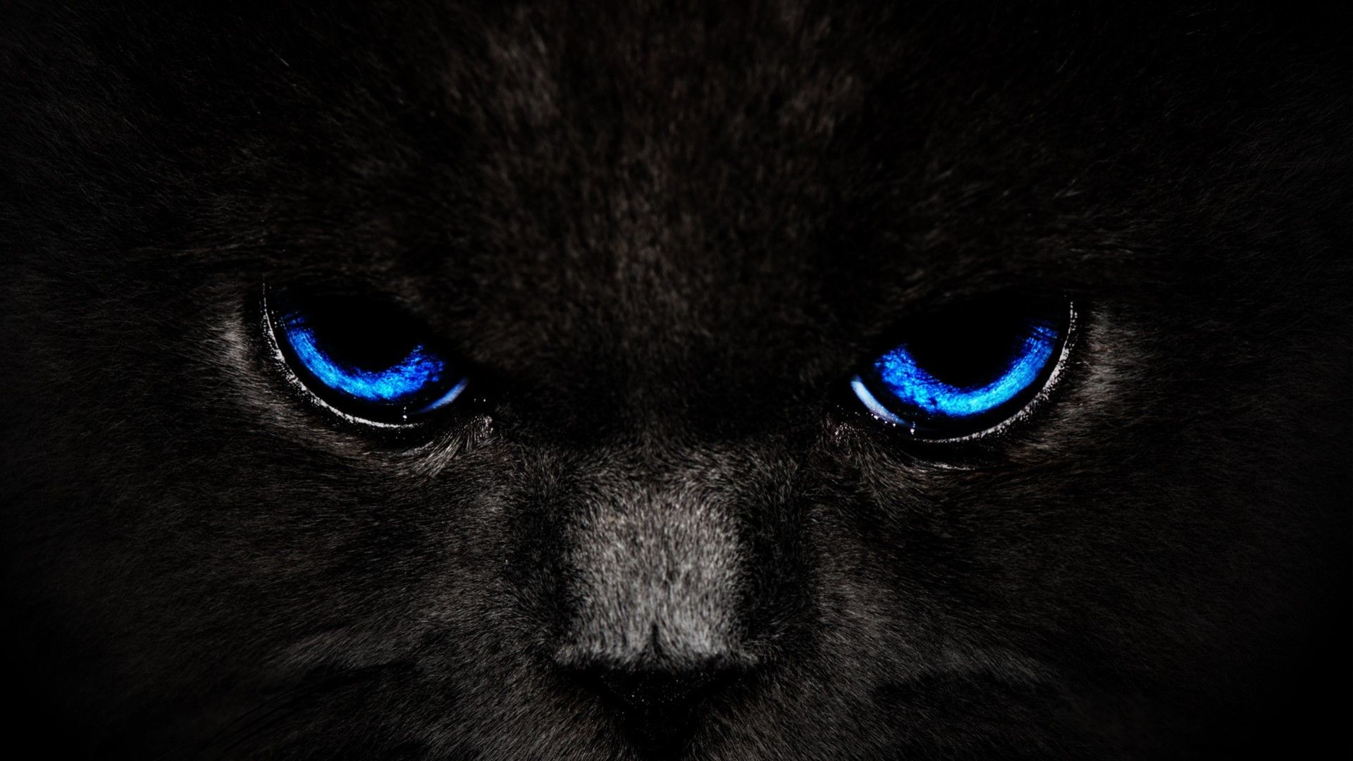 Neon Panther Wallpapers