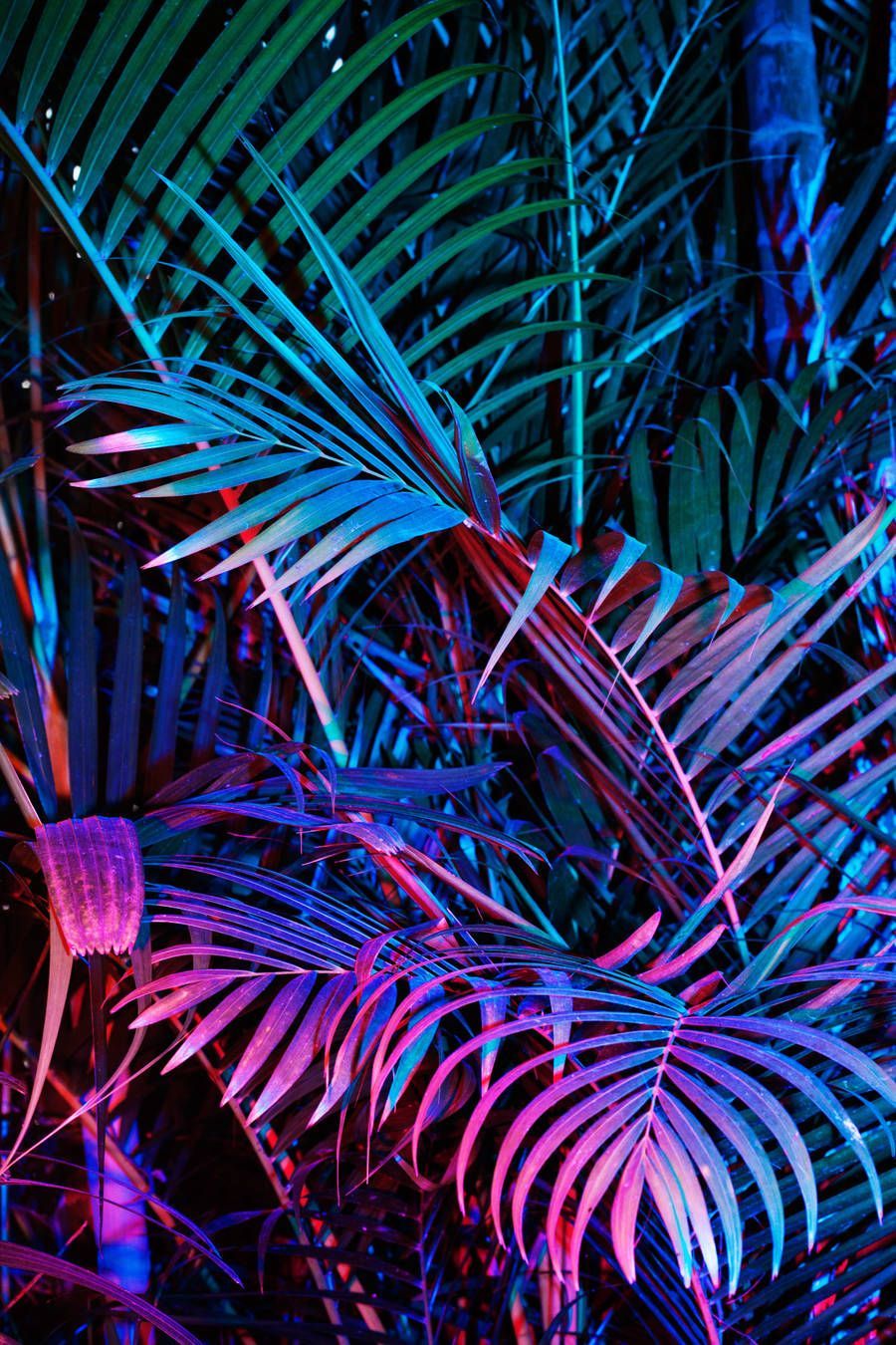Neon Photography Wallpapers