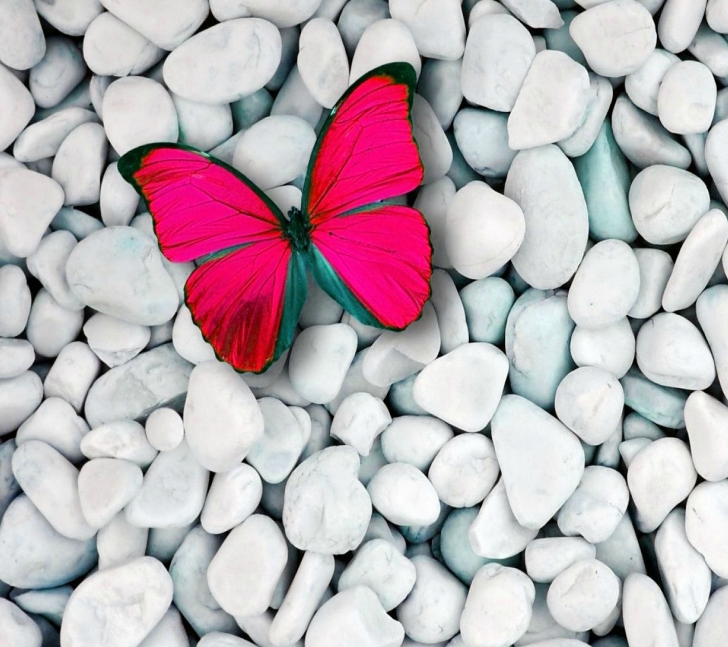 Neon Pink Butterfly Wallpapers