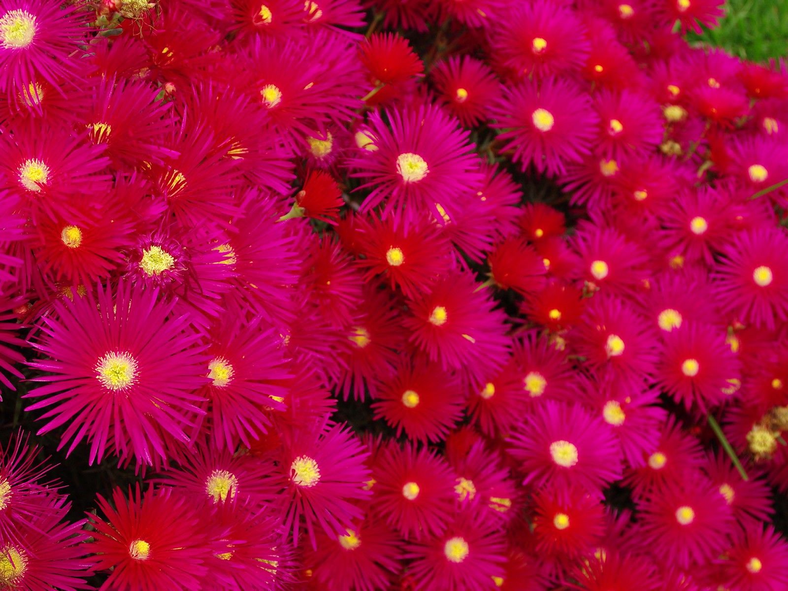 Neon Pink Flower Wallpapers