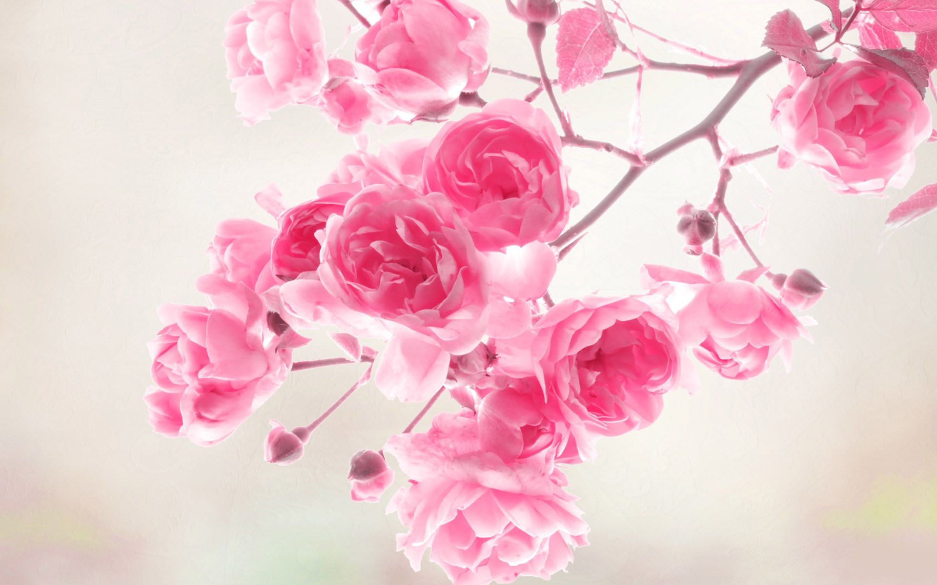 Neon Pink Flower Wallpapers