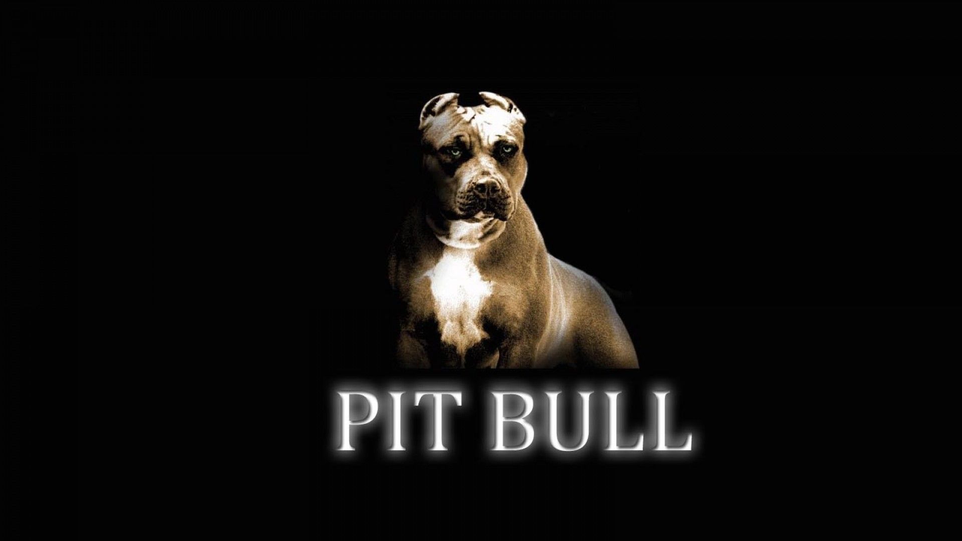 Neon Pitbull Wallpapers