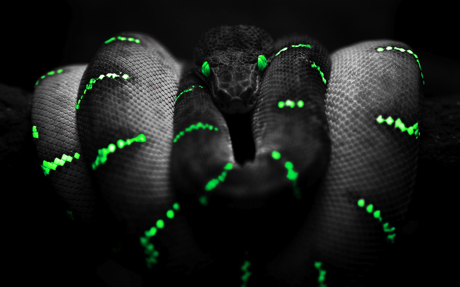 Neon Snake Wallpapers