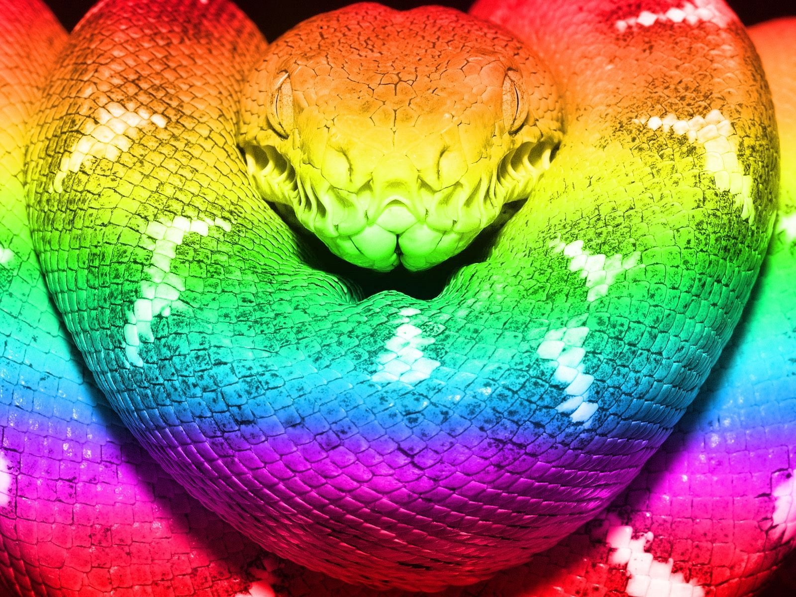 Neon Snake Wallpapers