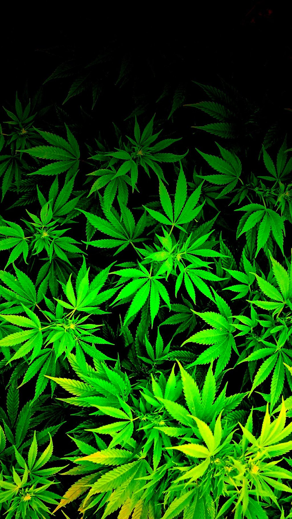 Neon Weed Wallpapers